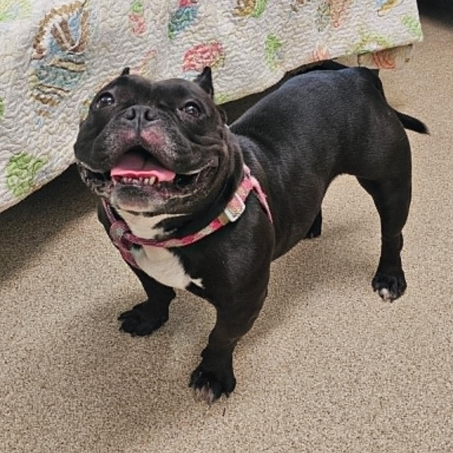 Bumble, Adoptable, Young Female American Bulldog.