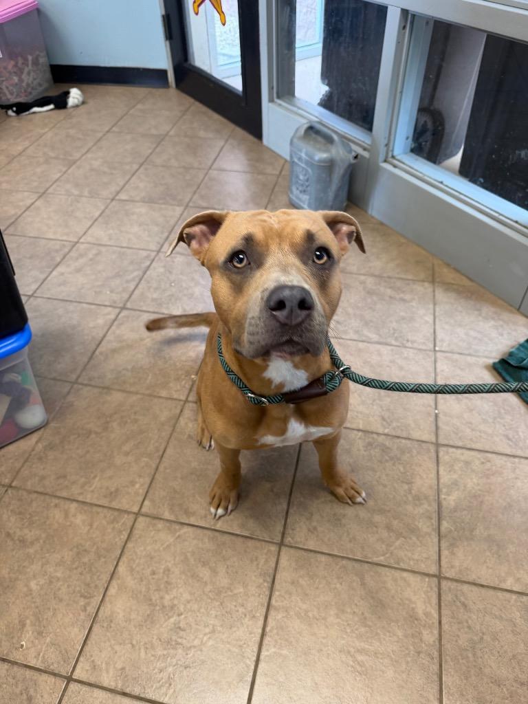 Bowie, Adoptable, Young Male Pit Bull Terrier.