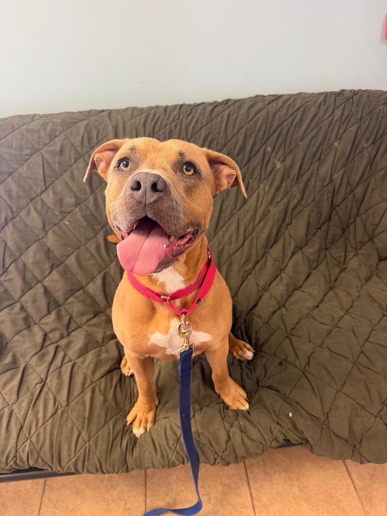 Bowie, a Adoptable Pit Bull Terrier in Marion, OH image 2/2