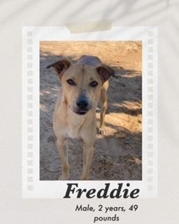 Enlarge Freddy, a Adoptable mixed breed in Puerto Penasco, SON image 1/1