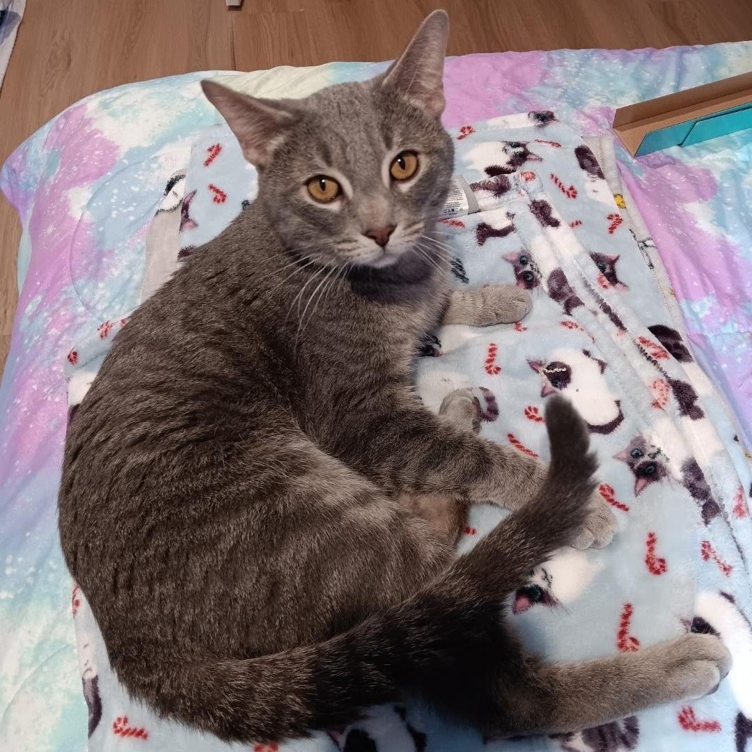 Davy, ADOPTABLE, Young Male Domestic Short Hair.