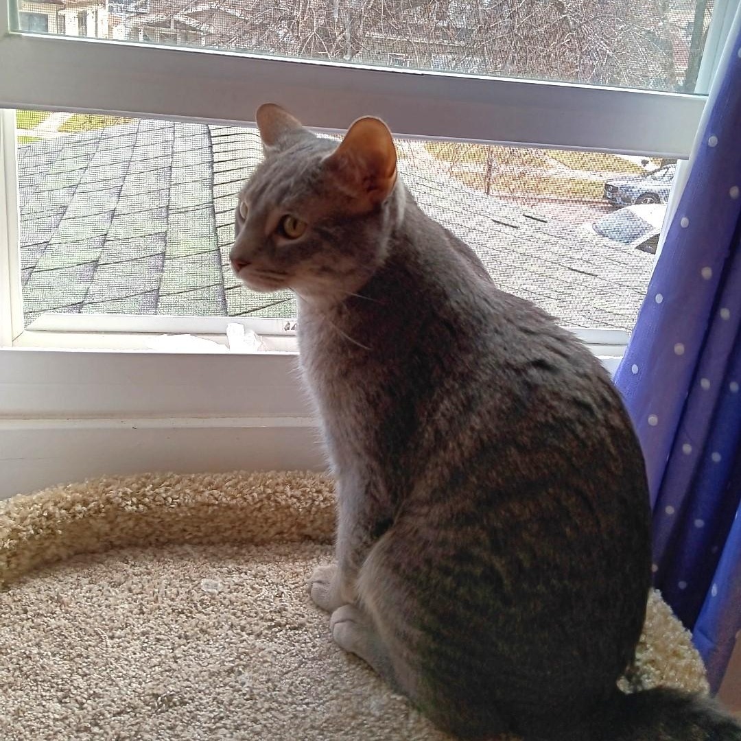 Enlarge Davy, a ADOPTABLE mixed breed in Chicago, IL image 2/2