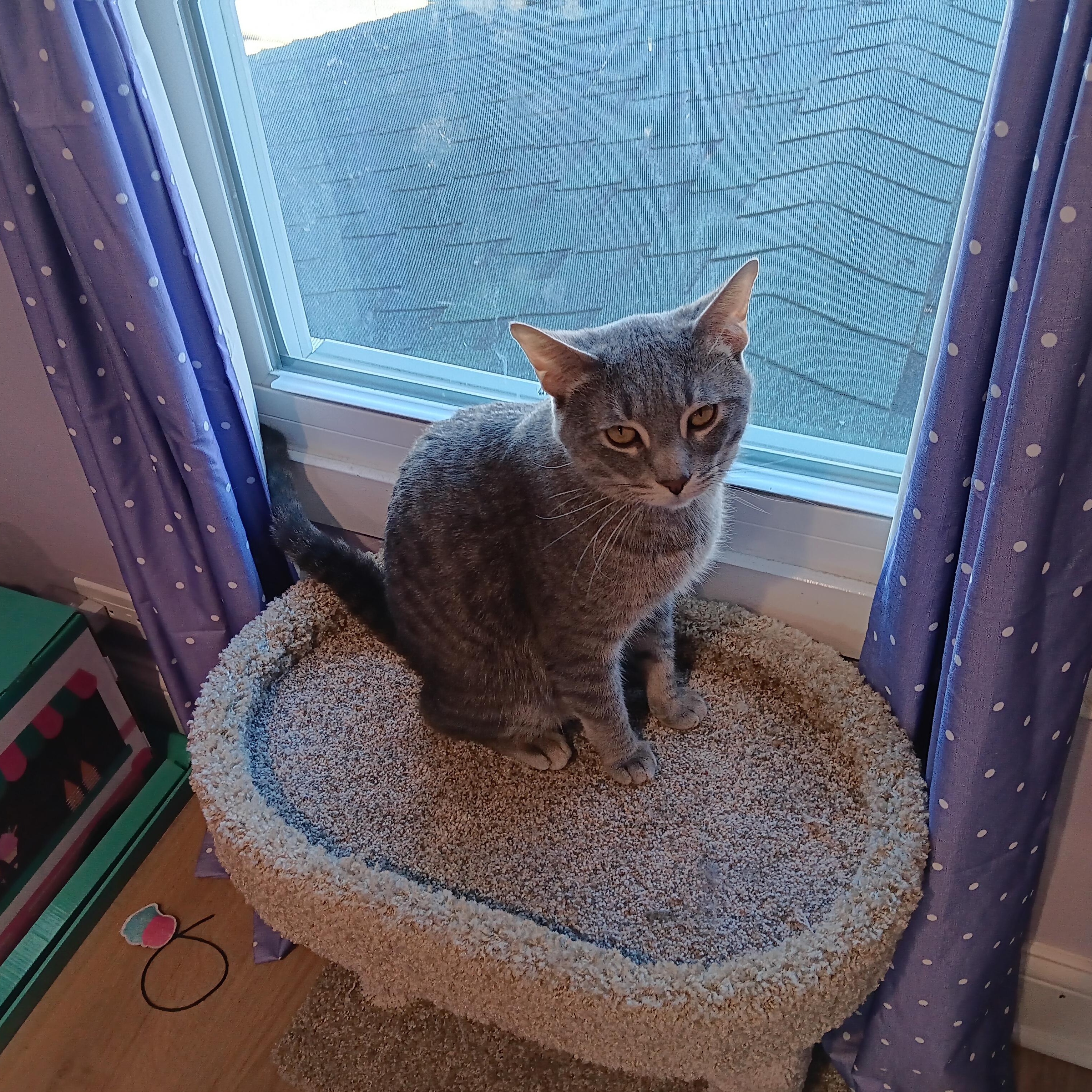 Enlarge Davy, a ADOPTABLE mixed breed in Chicago, IL image 3/3