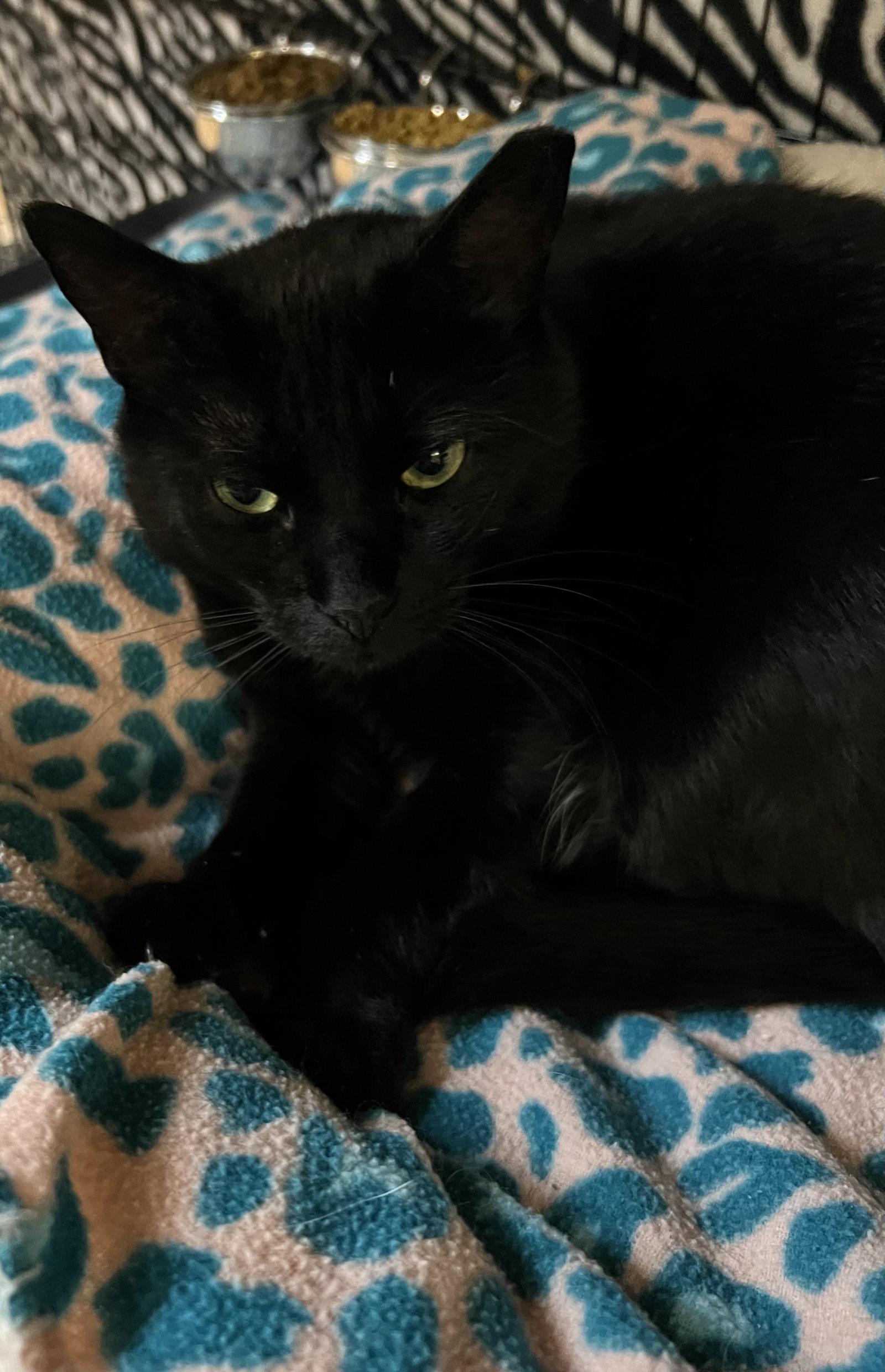 Sharon, Adoptable, Young Female Domestic Short Hair.