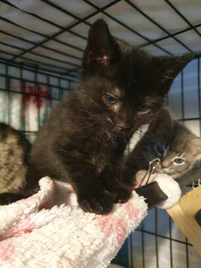 Dewey, Adopted, Adult Male Domestic Short Hair.