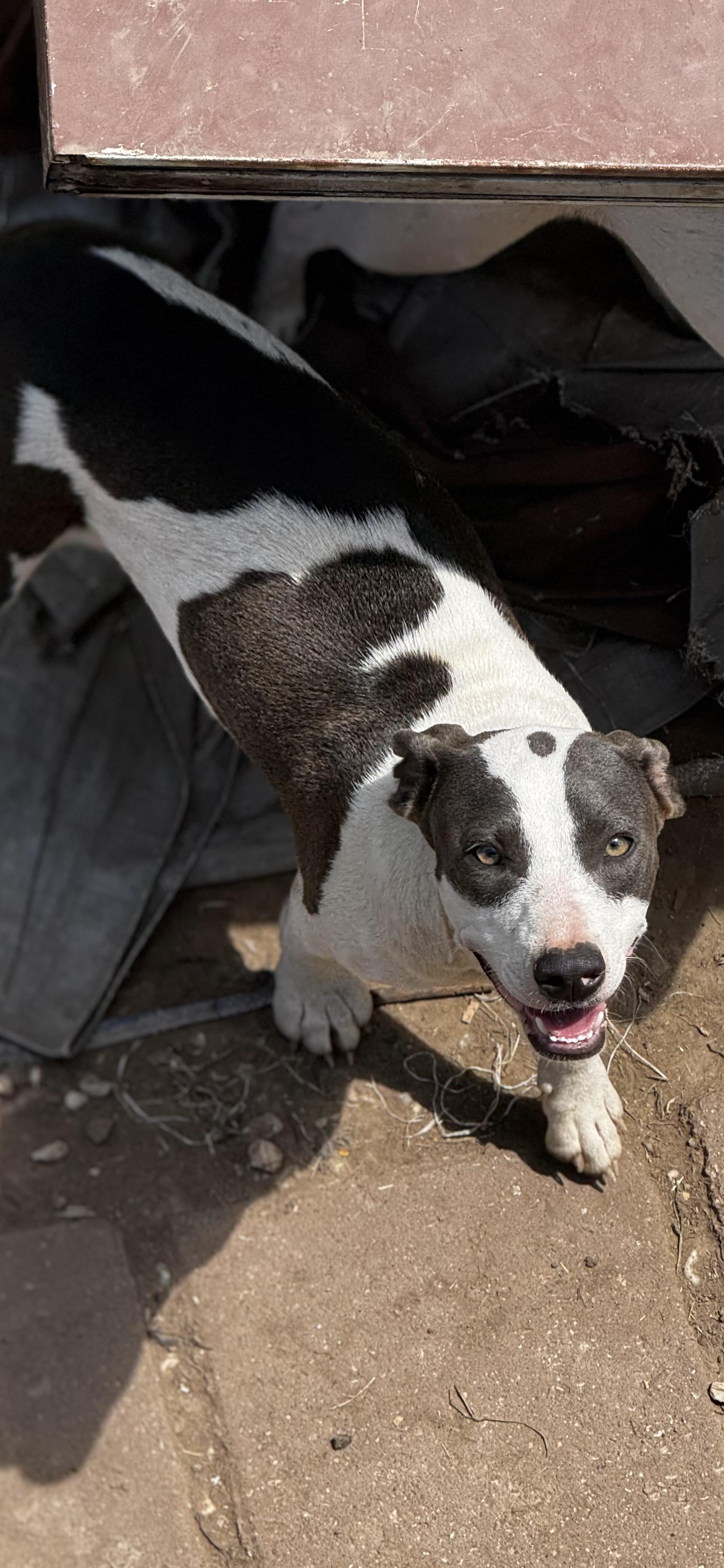 Enlarge Brynn, an adopted mixed breed in O Fallon , MO image 1/2