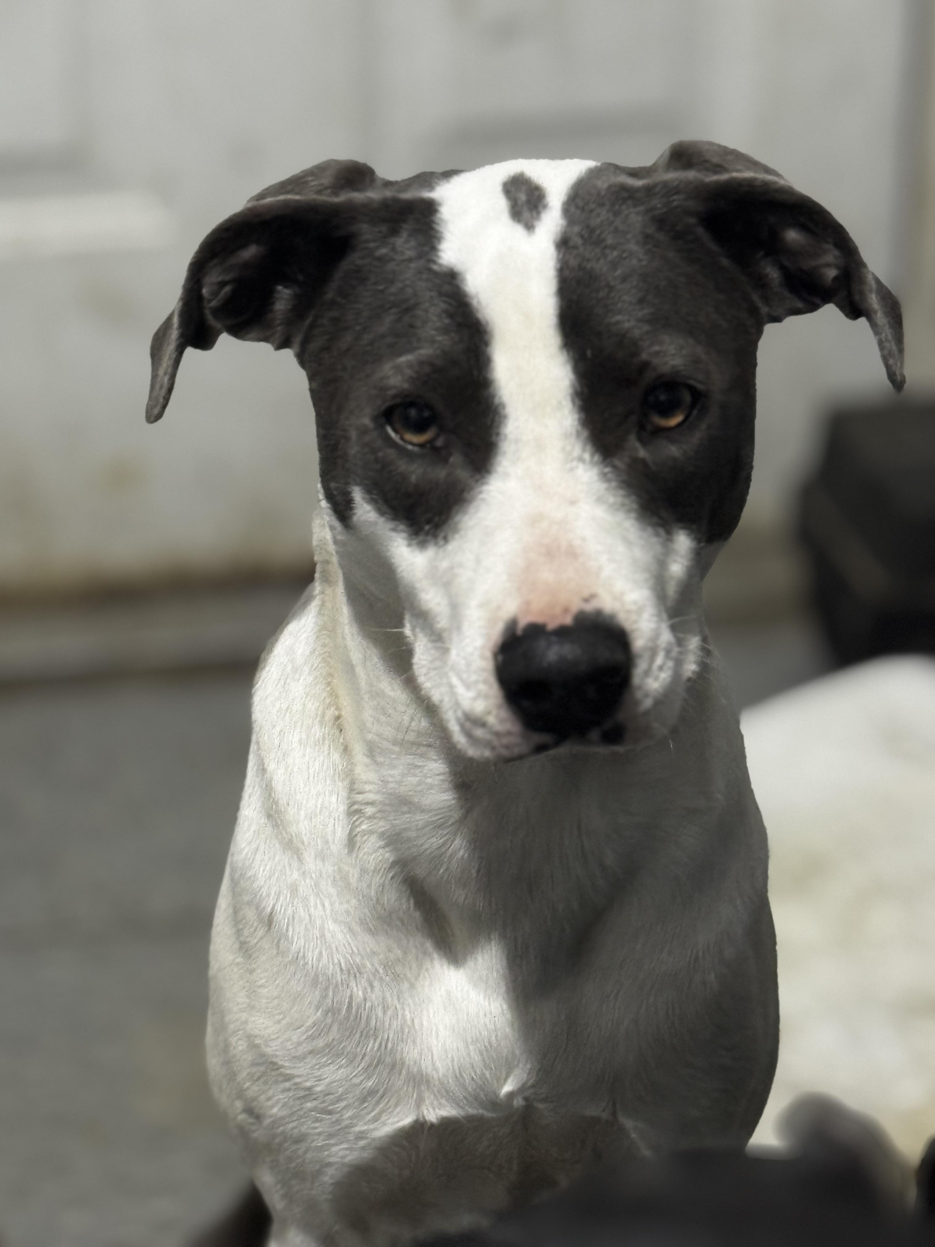 Enlarge Brynn, an adopted mixed breed in O Fallon , MO image 2/2