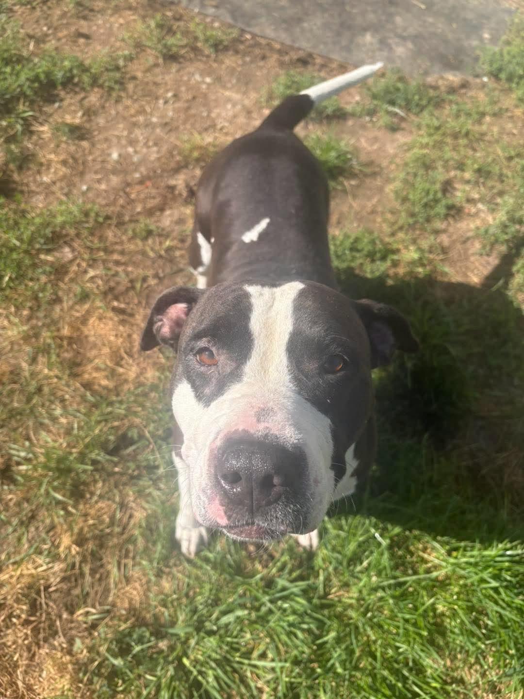 Lizzie, Adoptable, Adult Female Pit Bull Terrier.