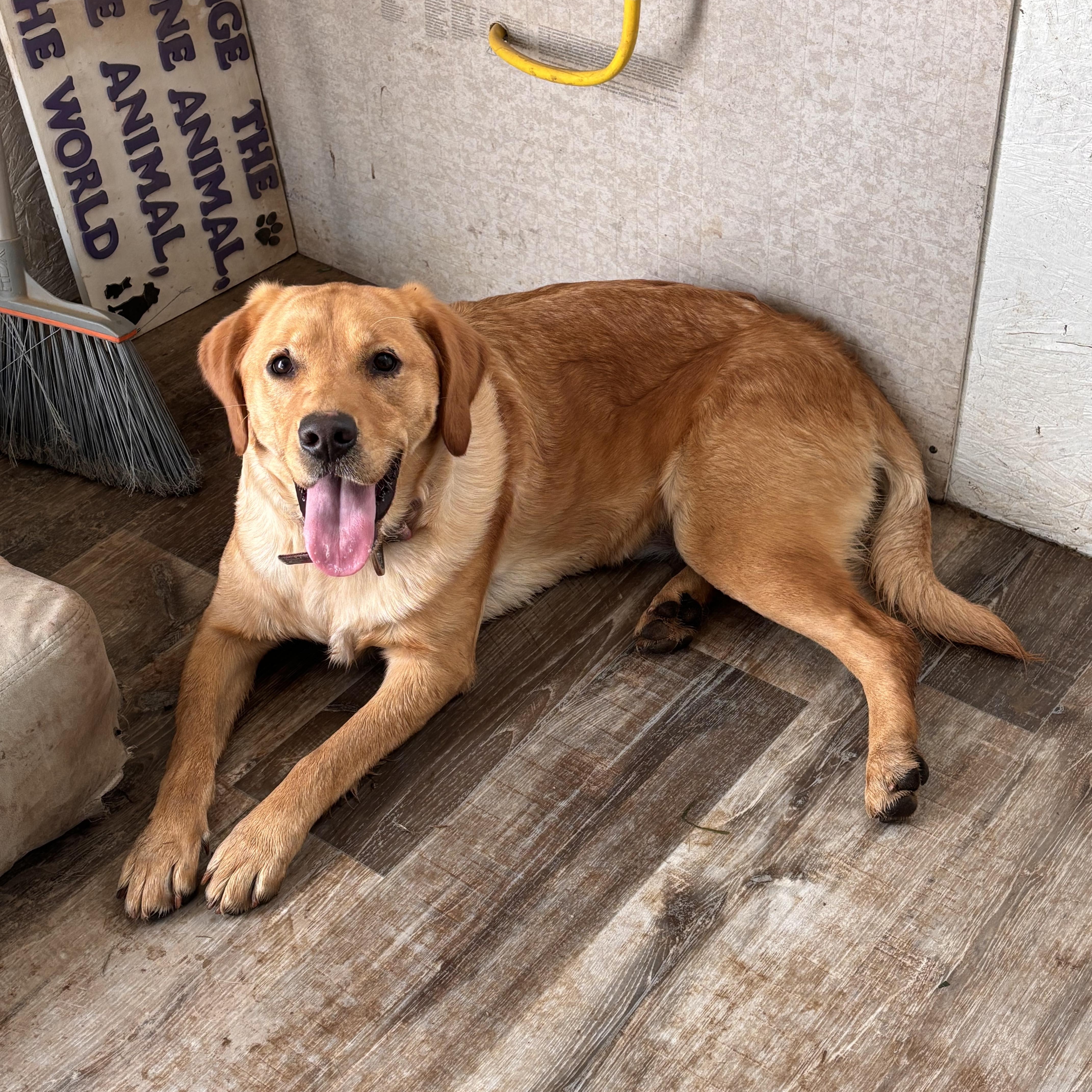 Diggity, a Adopted mixed breed in Greentown, PA image 3/5