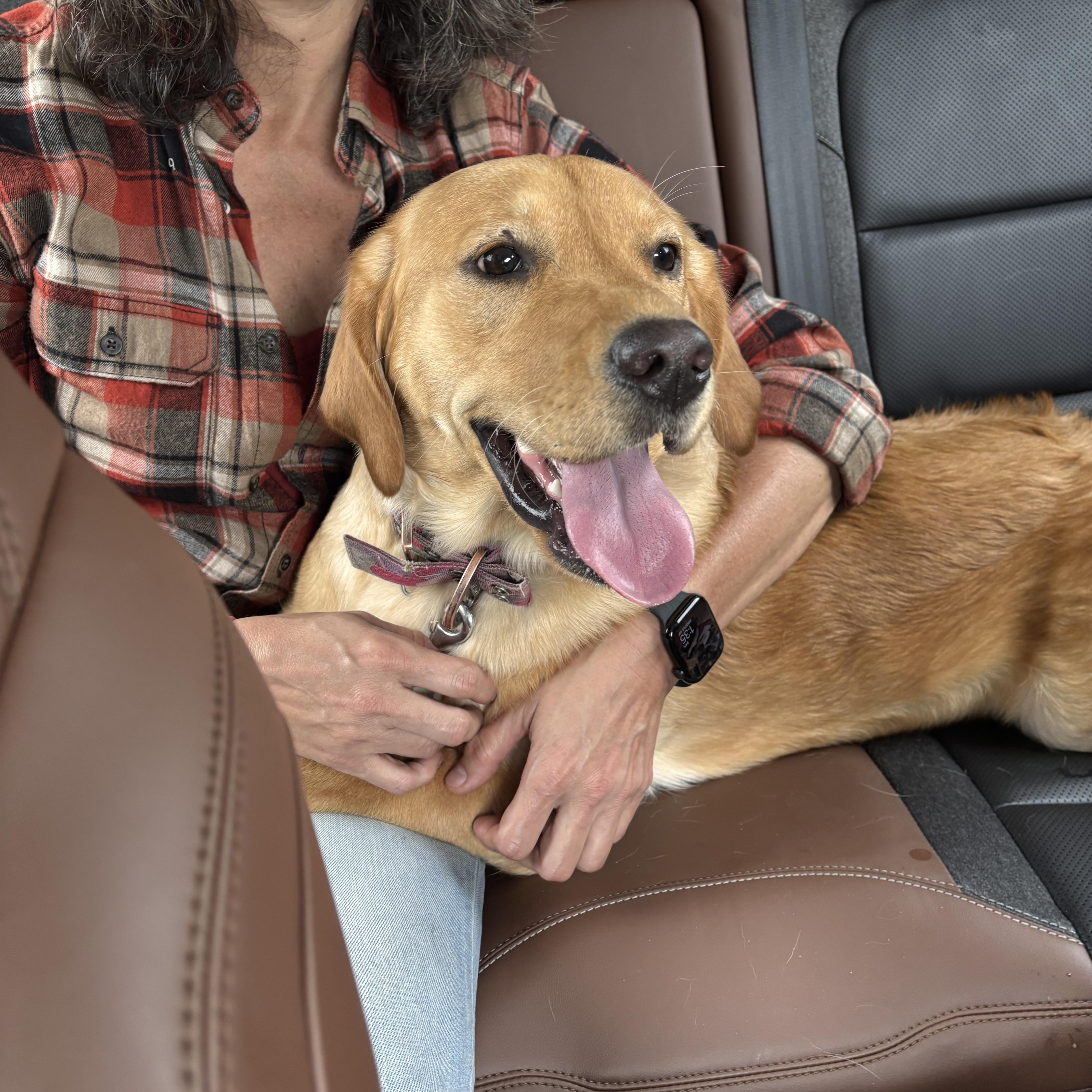 Diggity, a Adopted mixed breed in Greentown, PA image 4/5