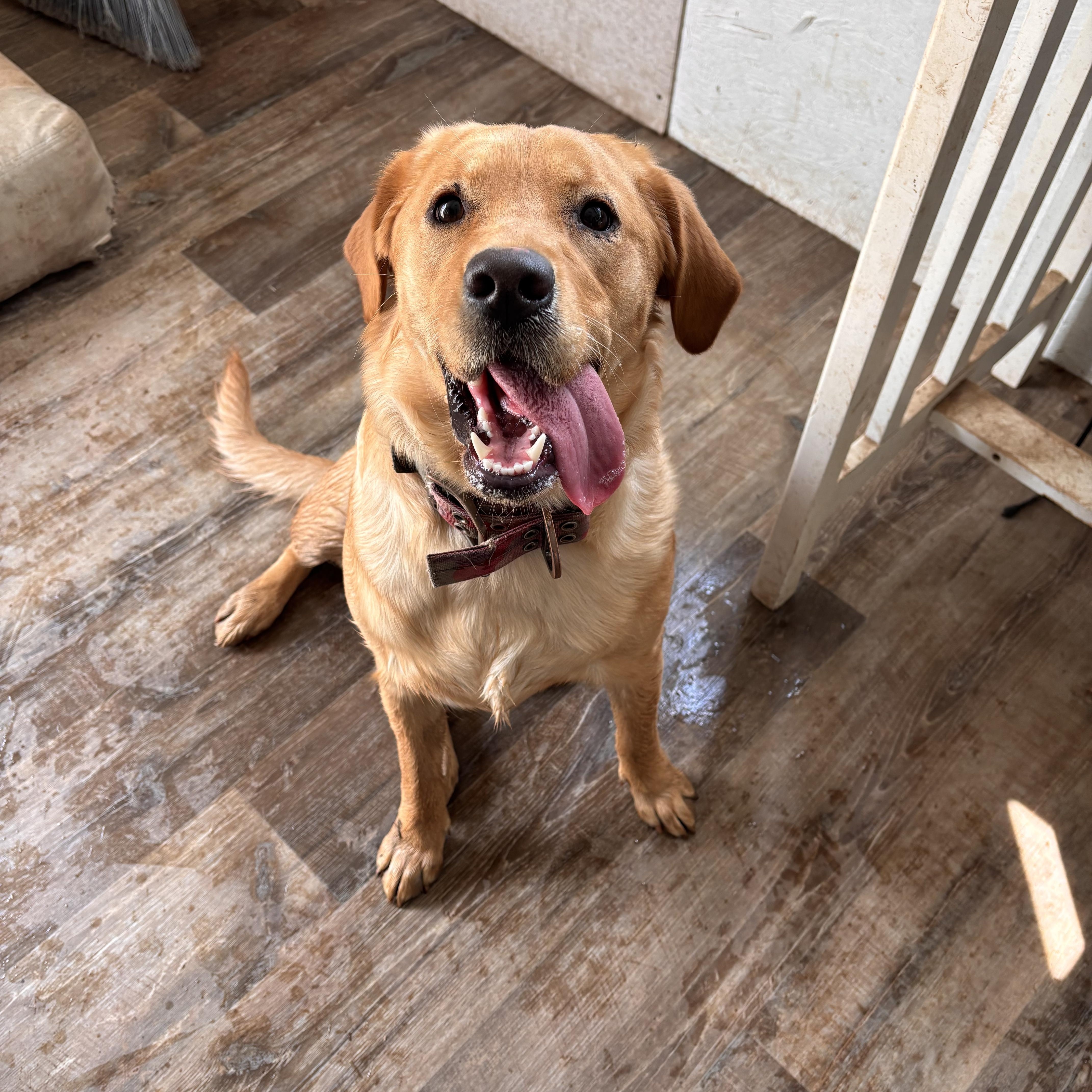 Diggity, a Adopted mixed breed in Greentown, PA image 2/5