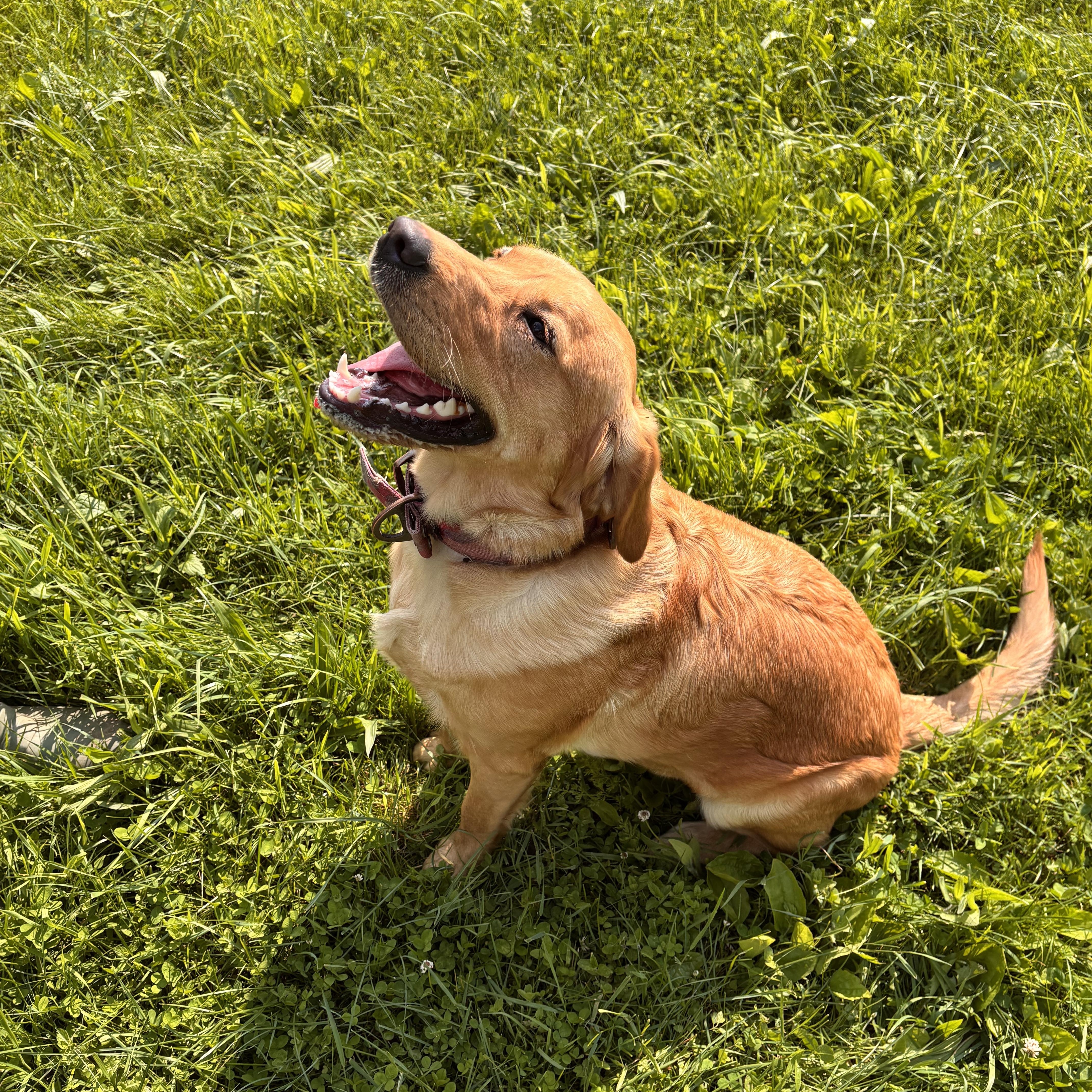 Diggity, a Adopted mixed breed in Greentown, PA image 5/5