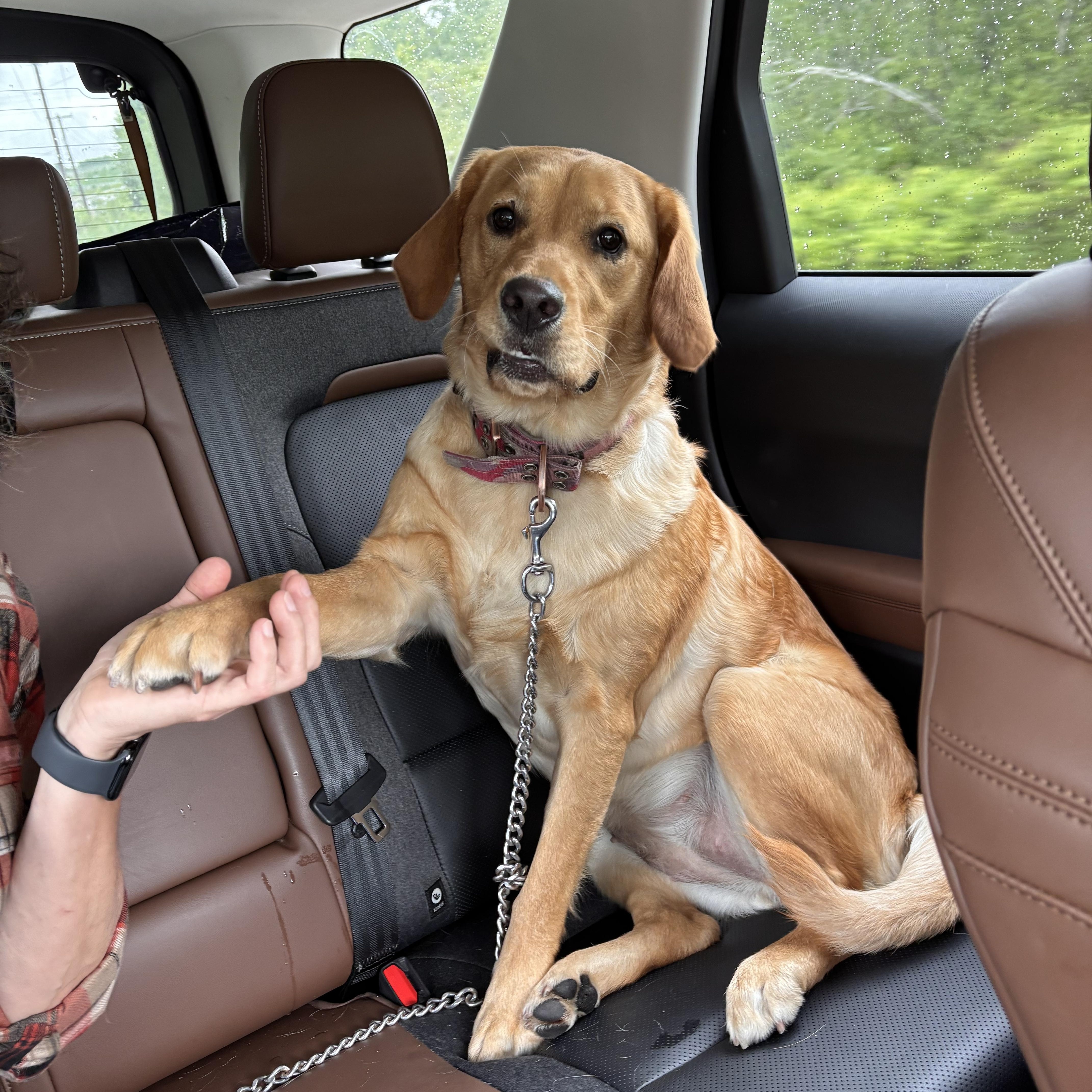 Diggity, Adopted, Young Female Golden Retriever & Irish Setter.