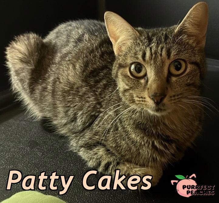 Patty Cakes, Adoptable, Young Female Domestic Short Hair.
