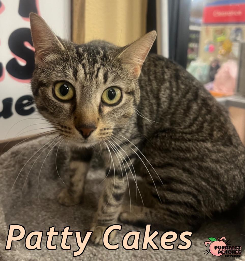 Enlarge Patty Cakes, a Adoptable mixed breed in Douglasville, GA image 3/3