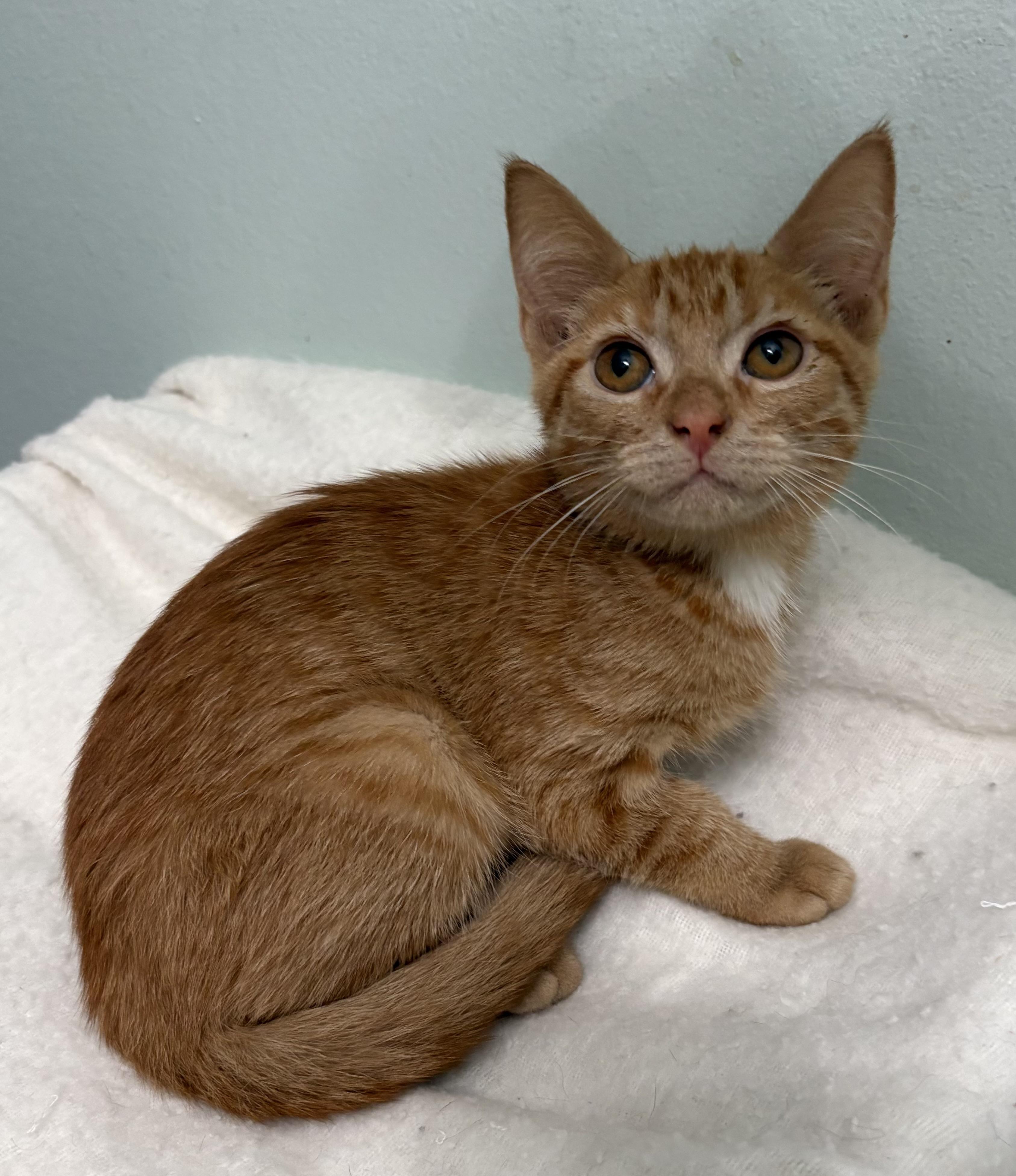 Enlarge Bellini, a Adopted mixed breed in Brooksville, FL image 5/6