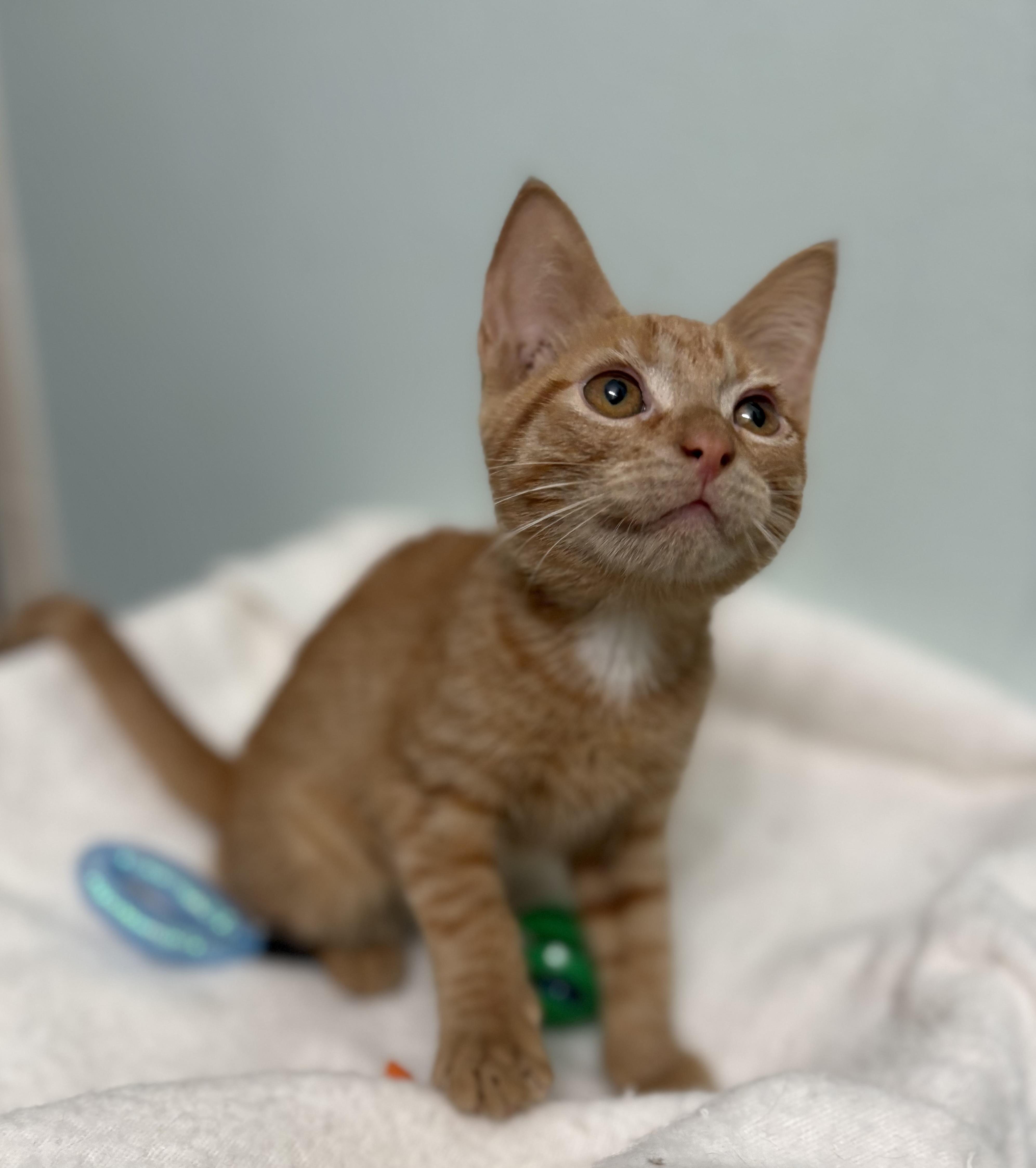Enlarge Bellini, a Adopted mixed breed in Brooksville, FL image 4/6