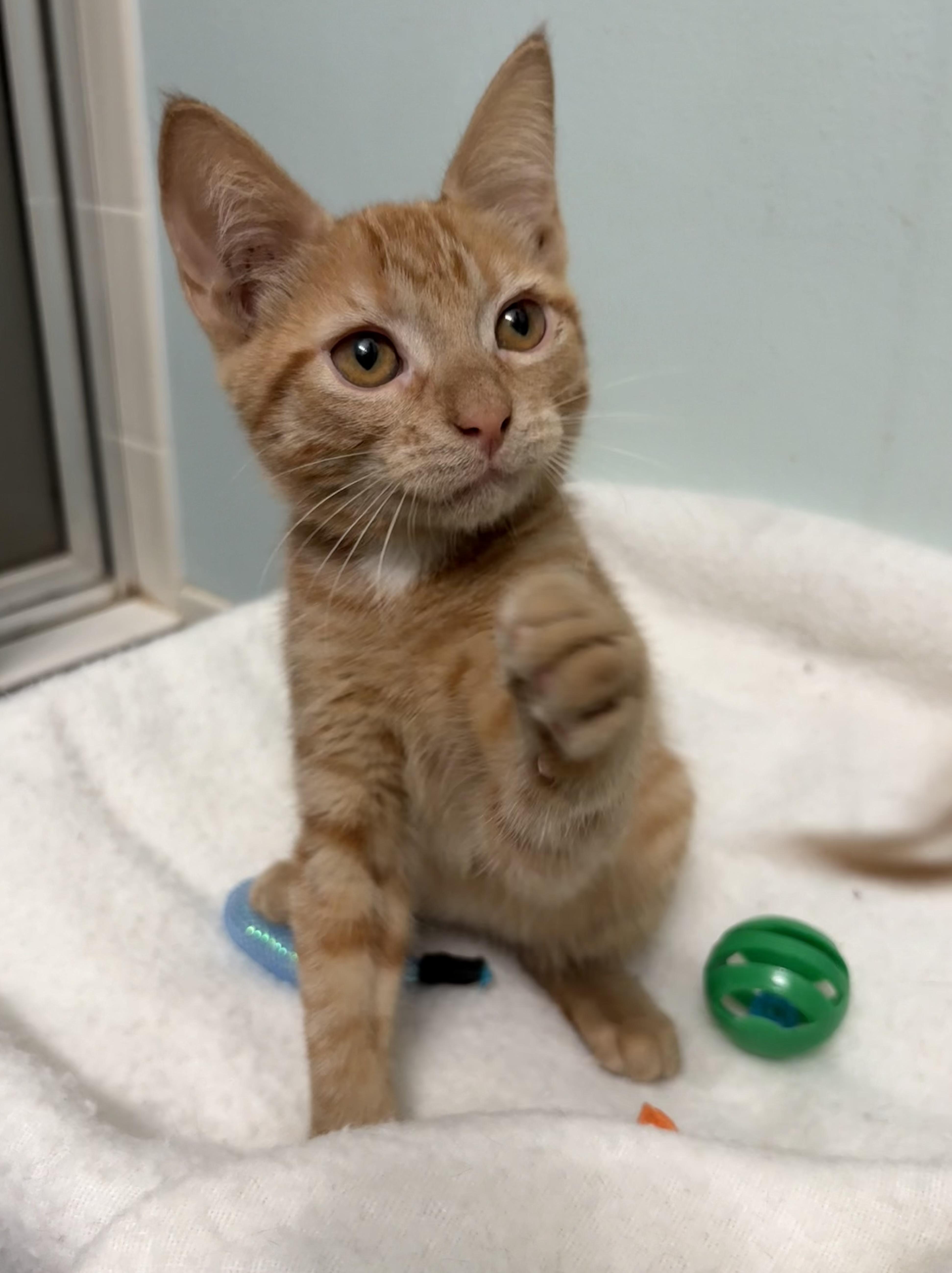 Enlarge Bellini, a Adopted mixed breed in Brooksville, FL image 1/6