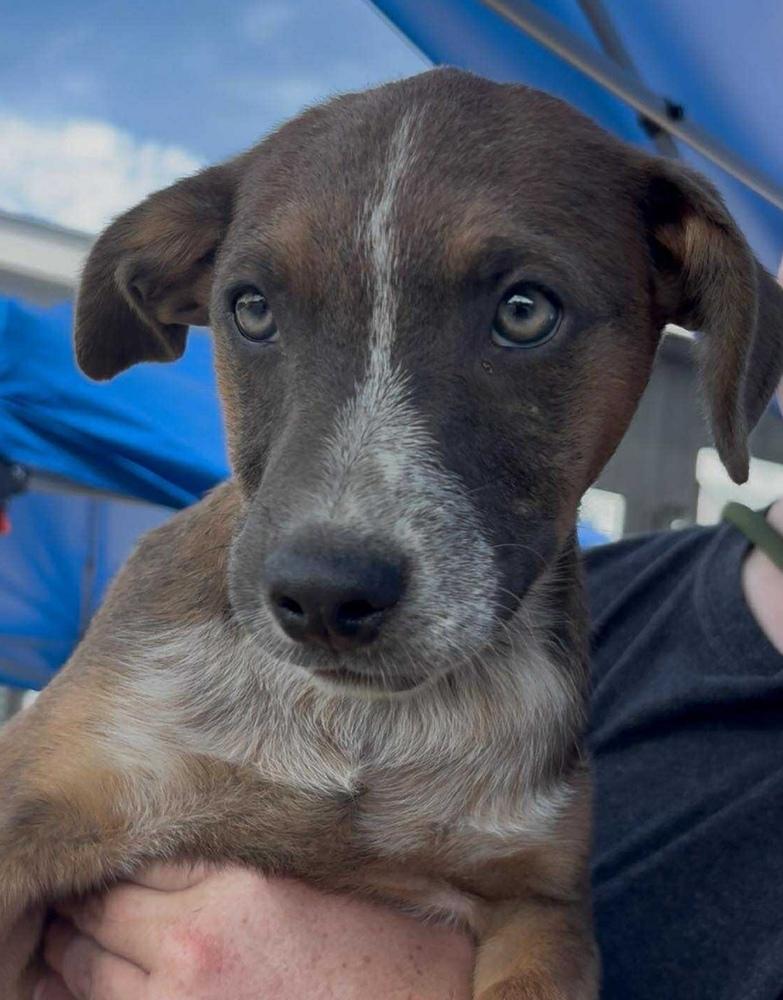 Elvis Pawsley, Adoptable, Puppy Male Black Mouth Cur & Australian Cattle Dog / Blue Heeler.