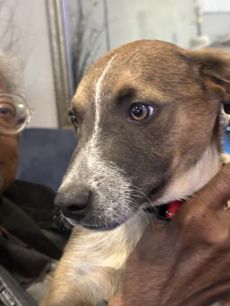 Enlarge Elvis Pawsley, a Adoptable mixed breed in Colorado Springs, CO image 2/2