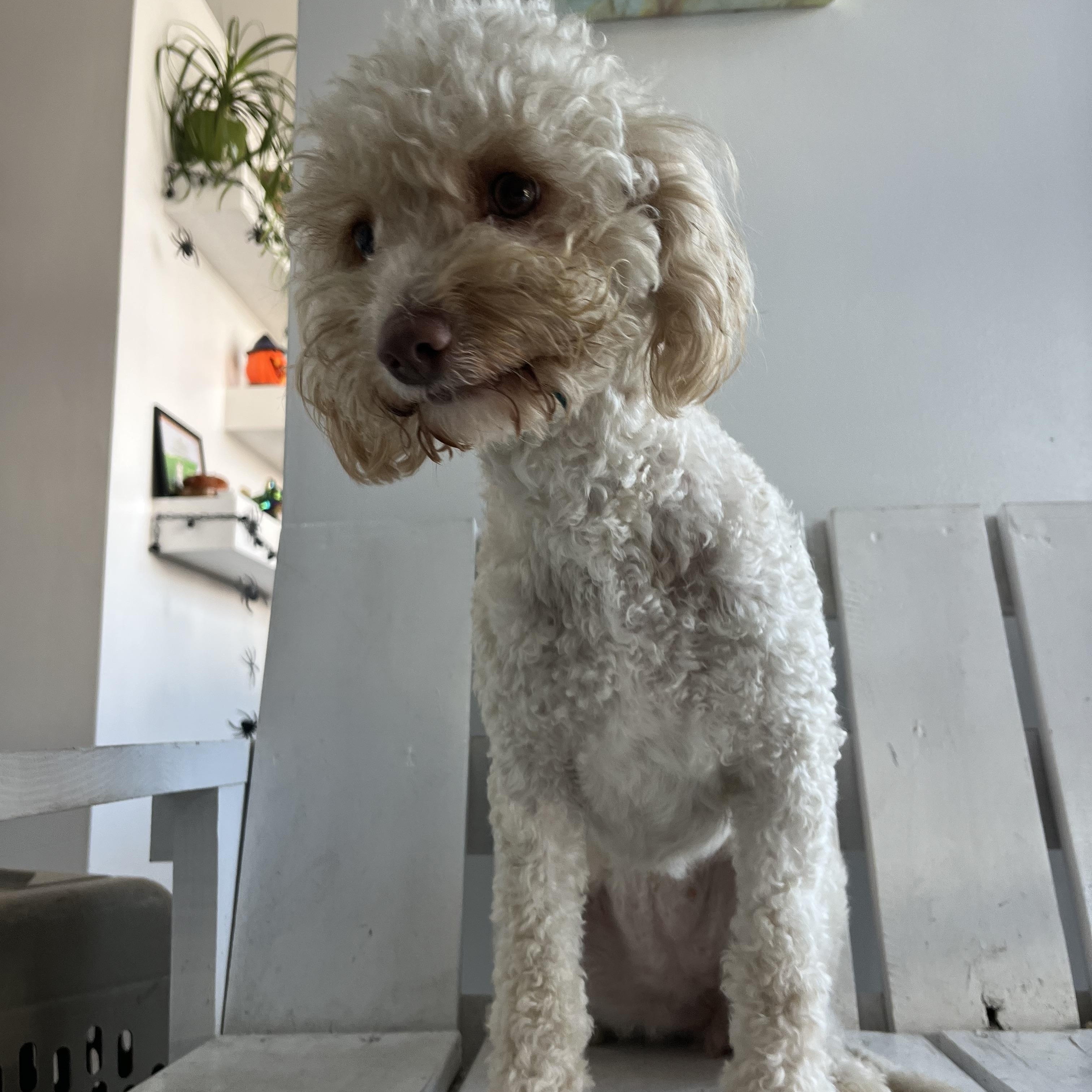 Enlarge Gucci , a ADOPTABLE Miniature Poodle in Poway, CA image 4/5