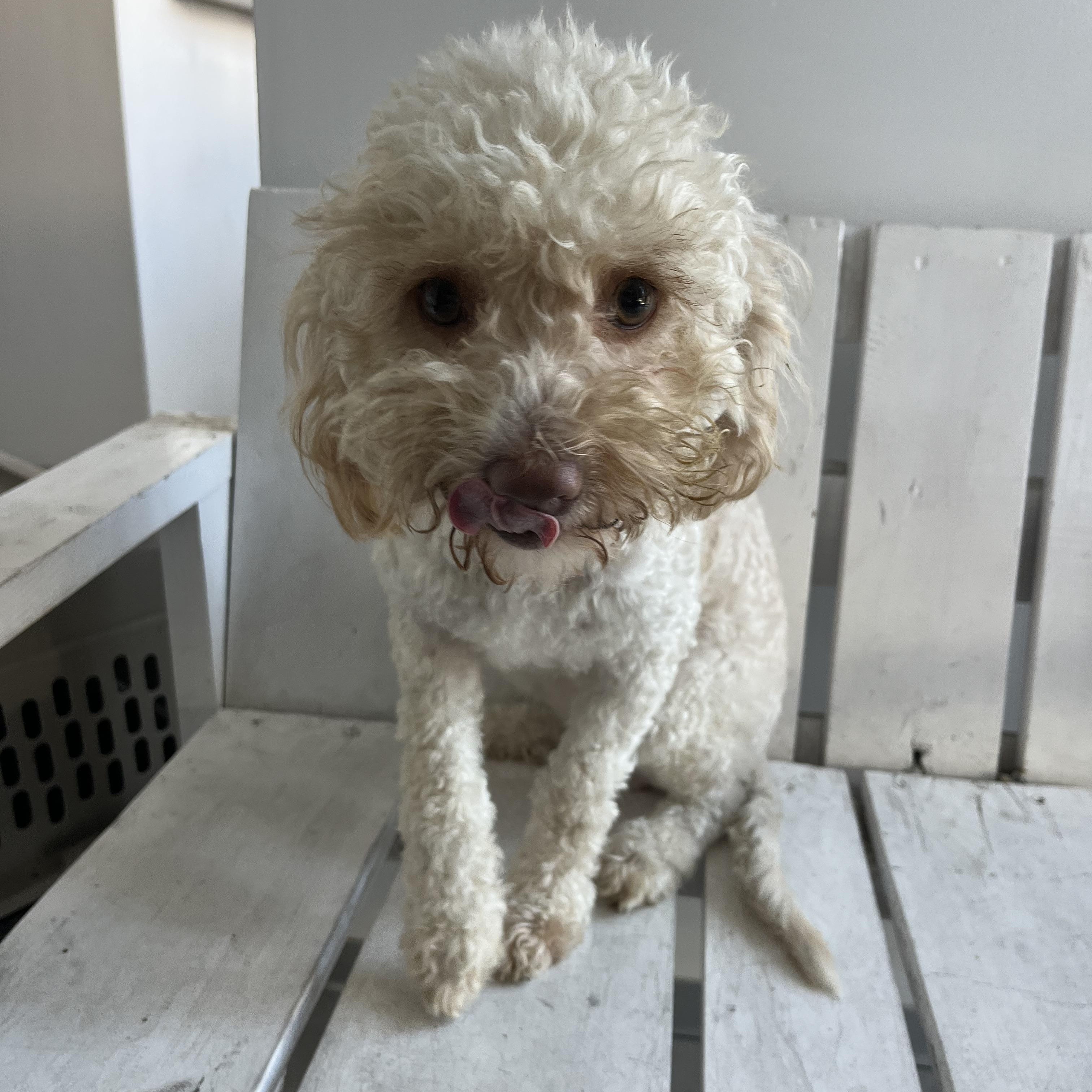 Enlarge Gucci , a ADOPTABLE Miniature Poodle in Poway, CA image 2/5