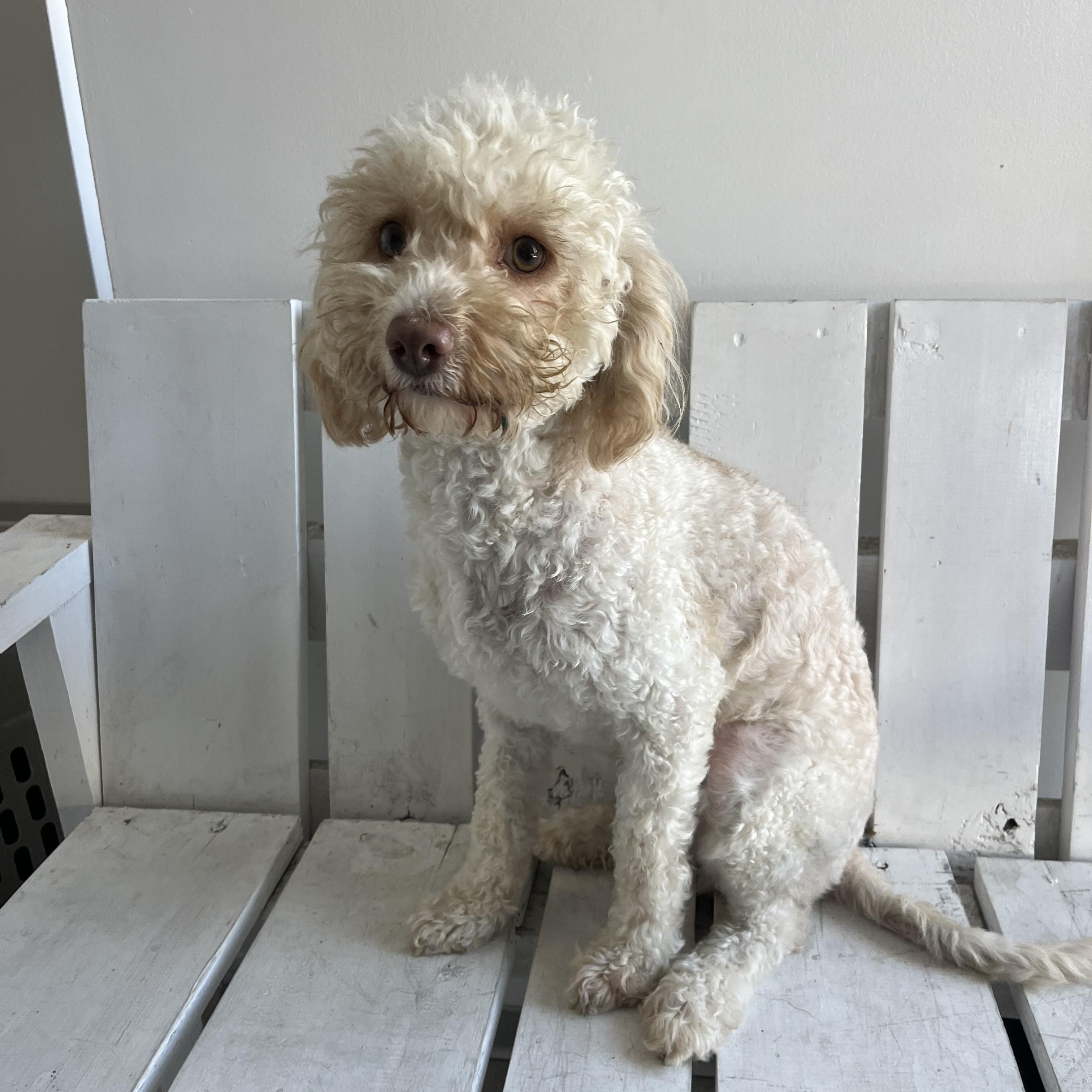 Enlarge Gucci , a ADOPTABLE Miniature Poodle in Poway, CA image 3/5