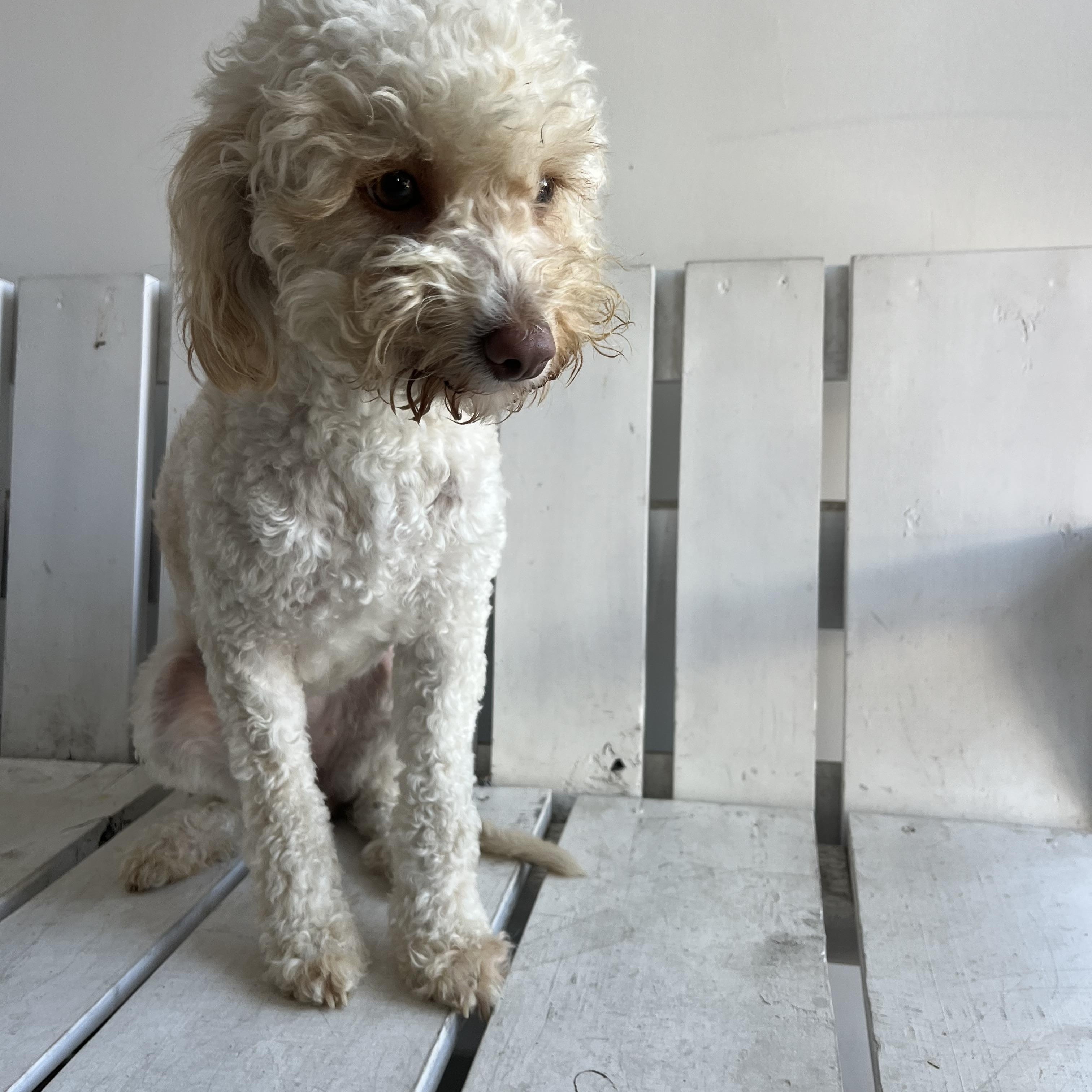 Gucci , ADOPTABLE, Young Female Miniature Poodle.