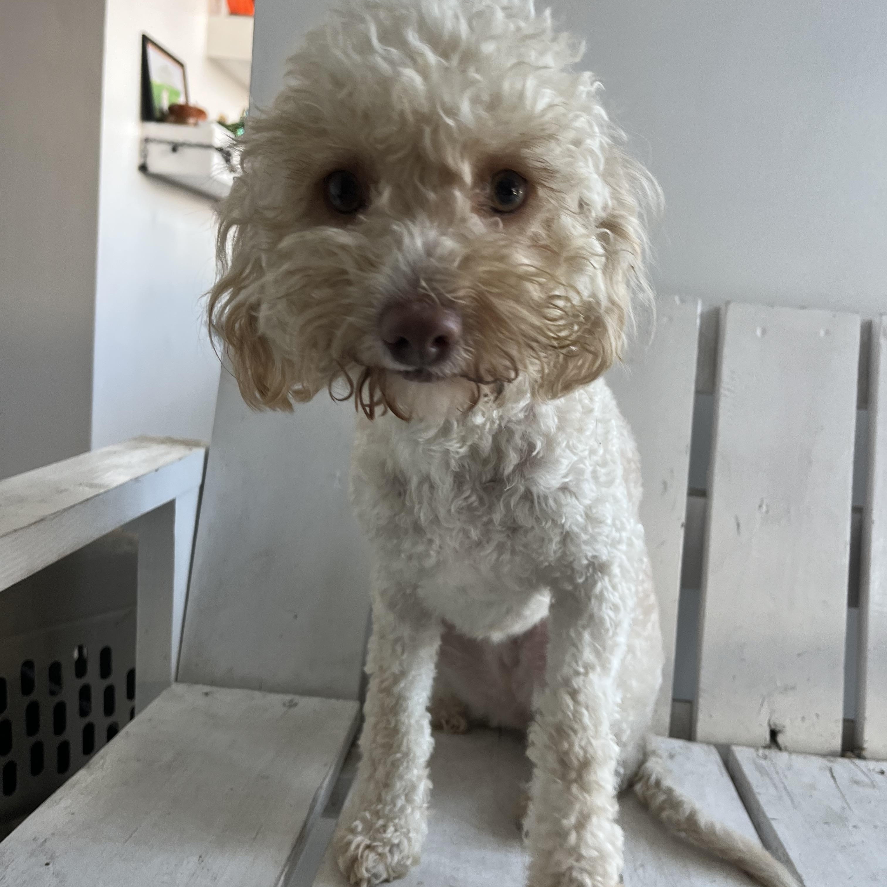 Enlarge Gucci , a ADOPTABLE Miniature Poodle in Poway, CA image 5/5