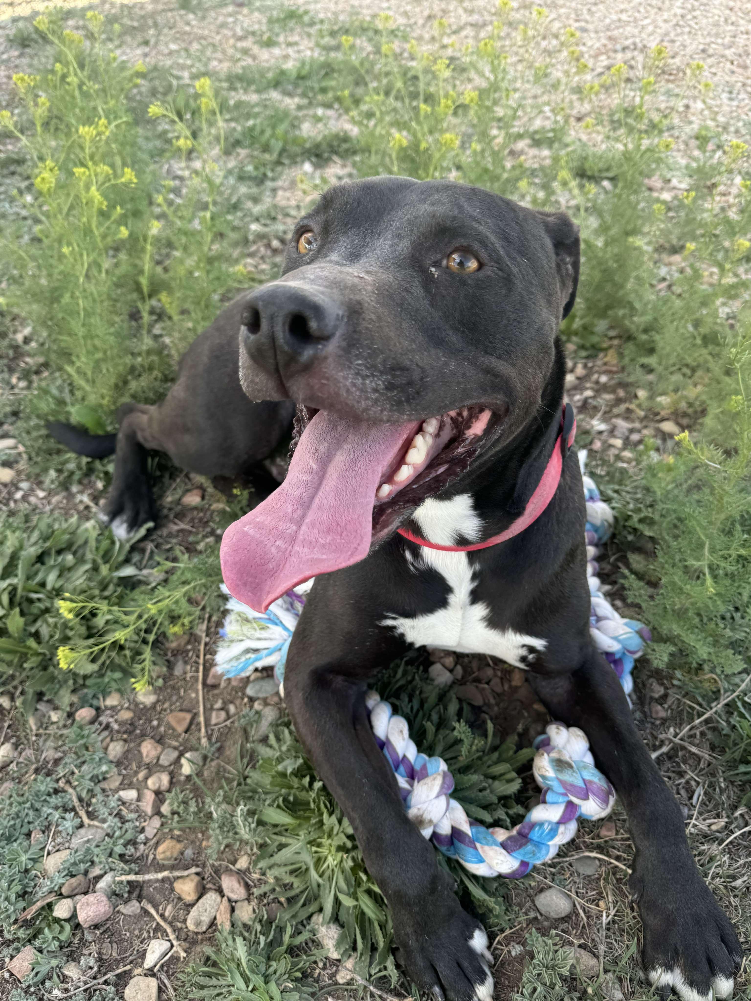 Enlarge Tuco, a Adoptable mixed breed in RYE, CO image 4/5