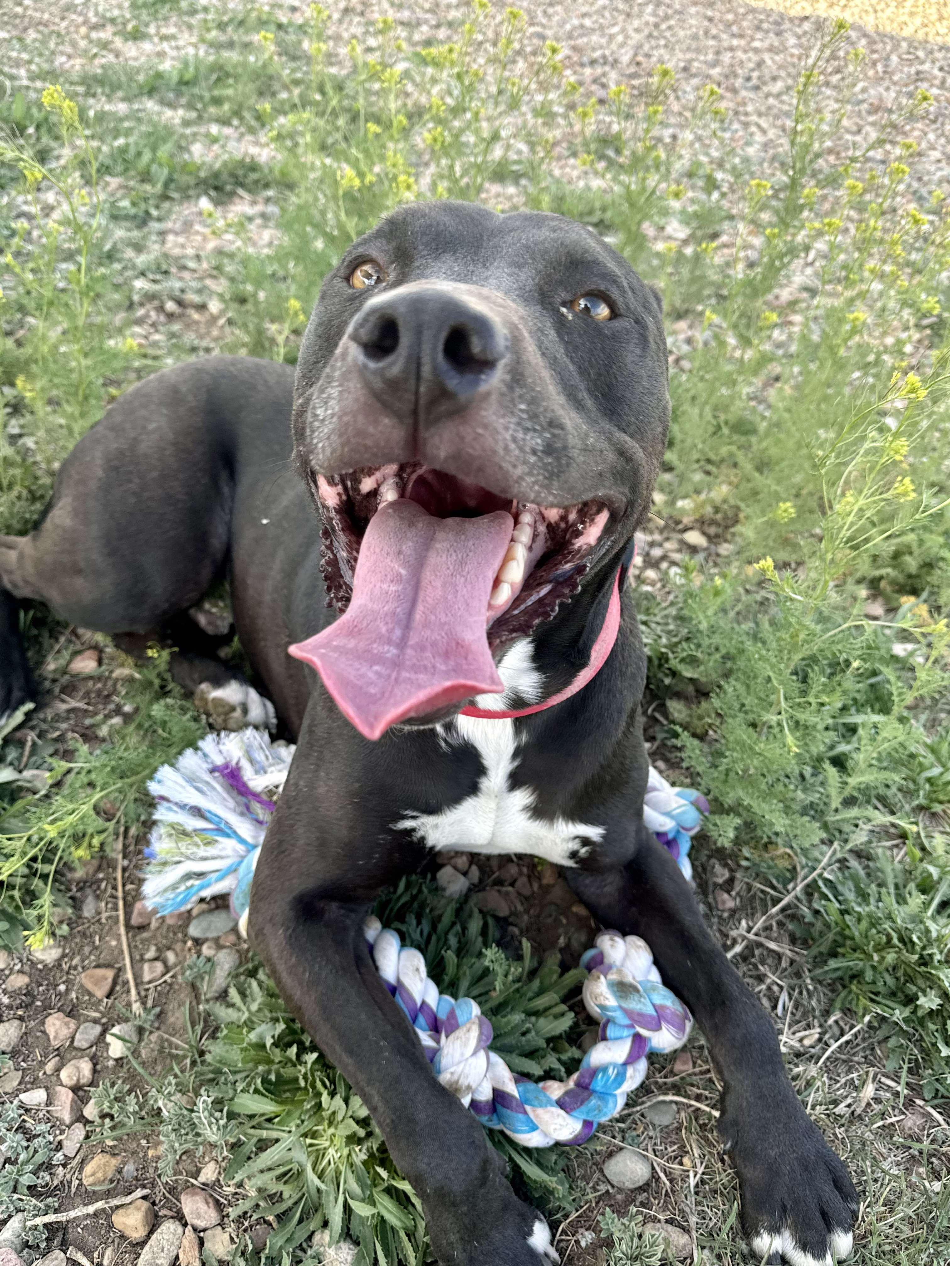Enlarge Tuco, a Adoptable mixed breed in RYE, CO image 5/5