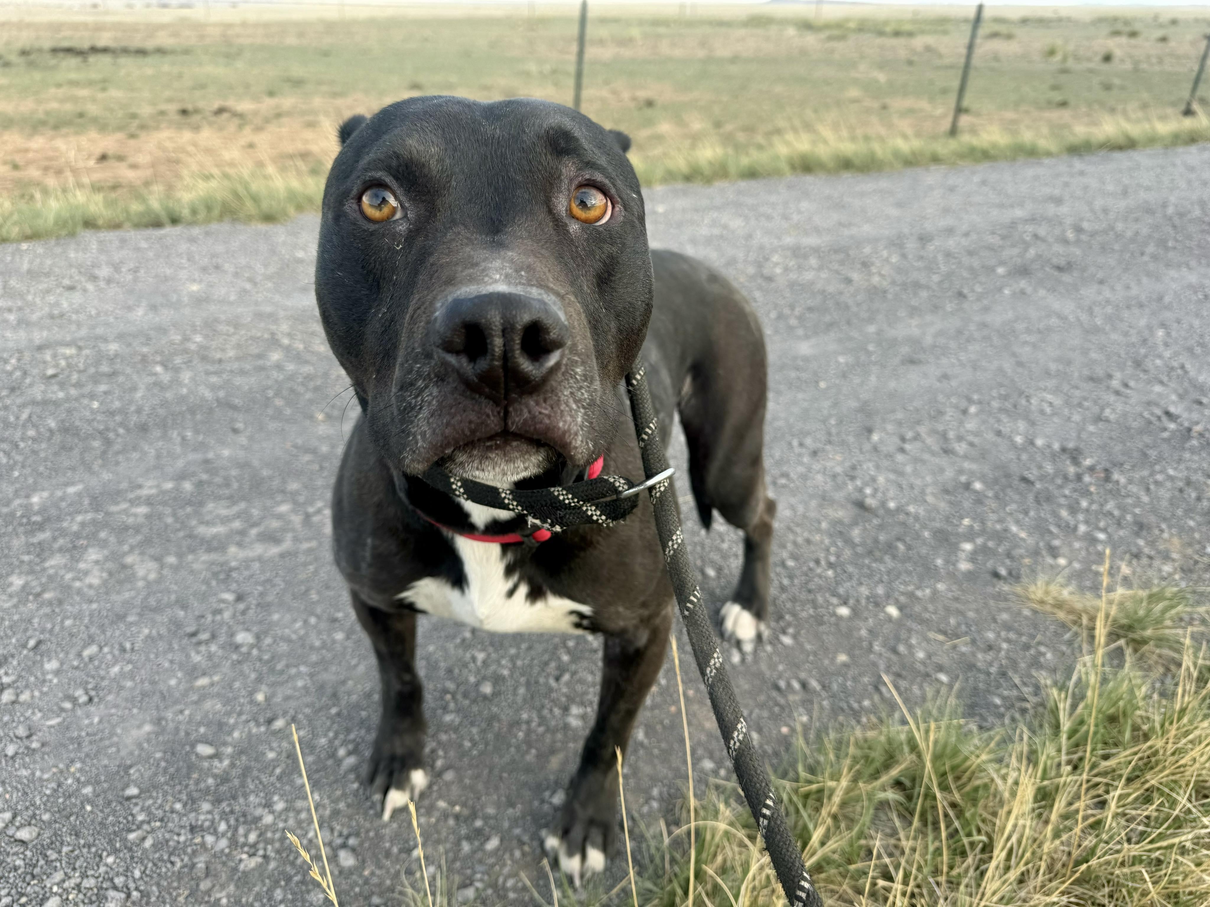 Tuco, an adoptable American Staffordshire Terrier in RYE, CO, 81069 | Photo Image 2