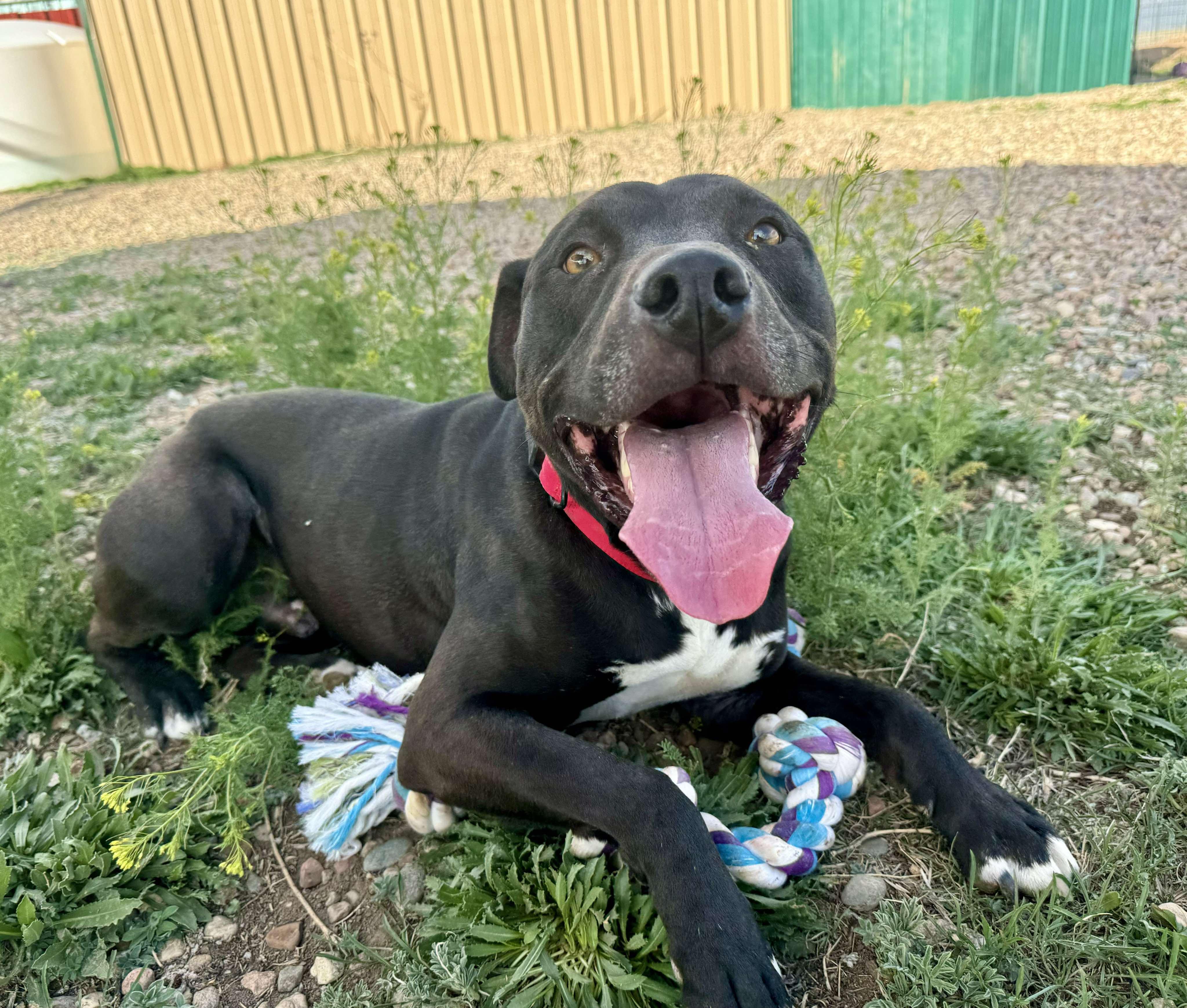 Tuco, an adoptable American Staffordshire Terrier in RYE, CO, 81069 | Photo Image 1