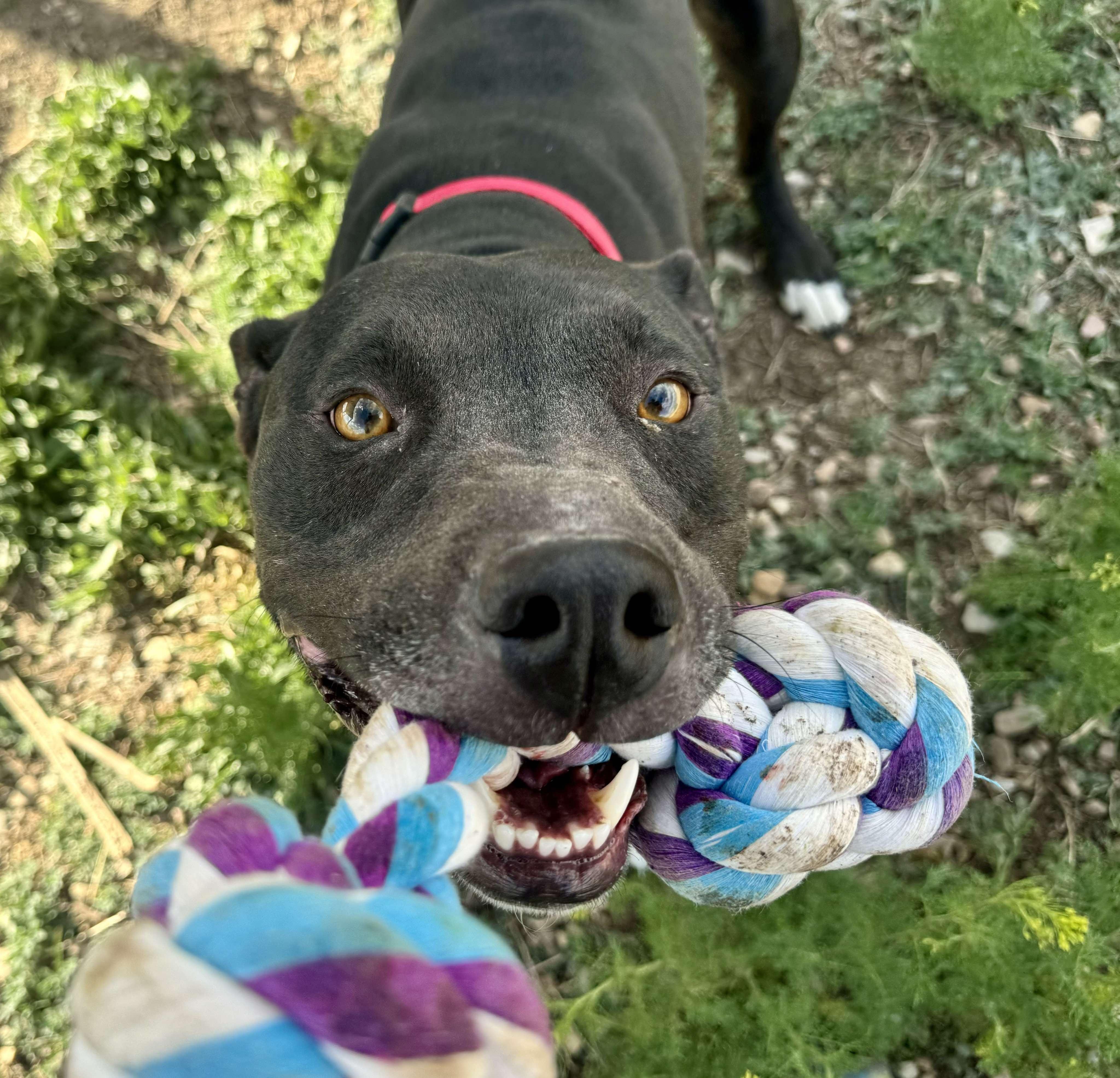 Tuco, an adoptable American Staffordshire Terrier in RYE, CO, 81069 | Photo Image 3