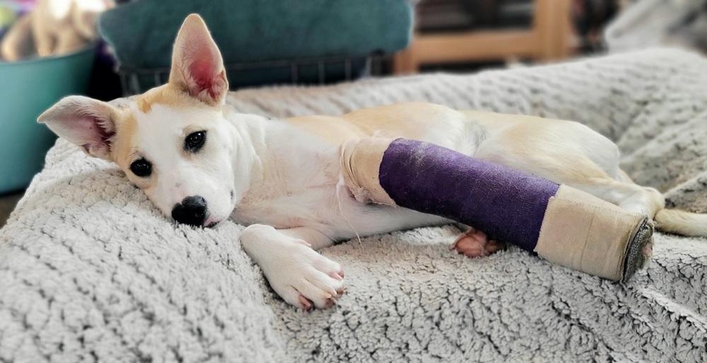 Opal, Adoptable, Puppy Female Cattle Dog.