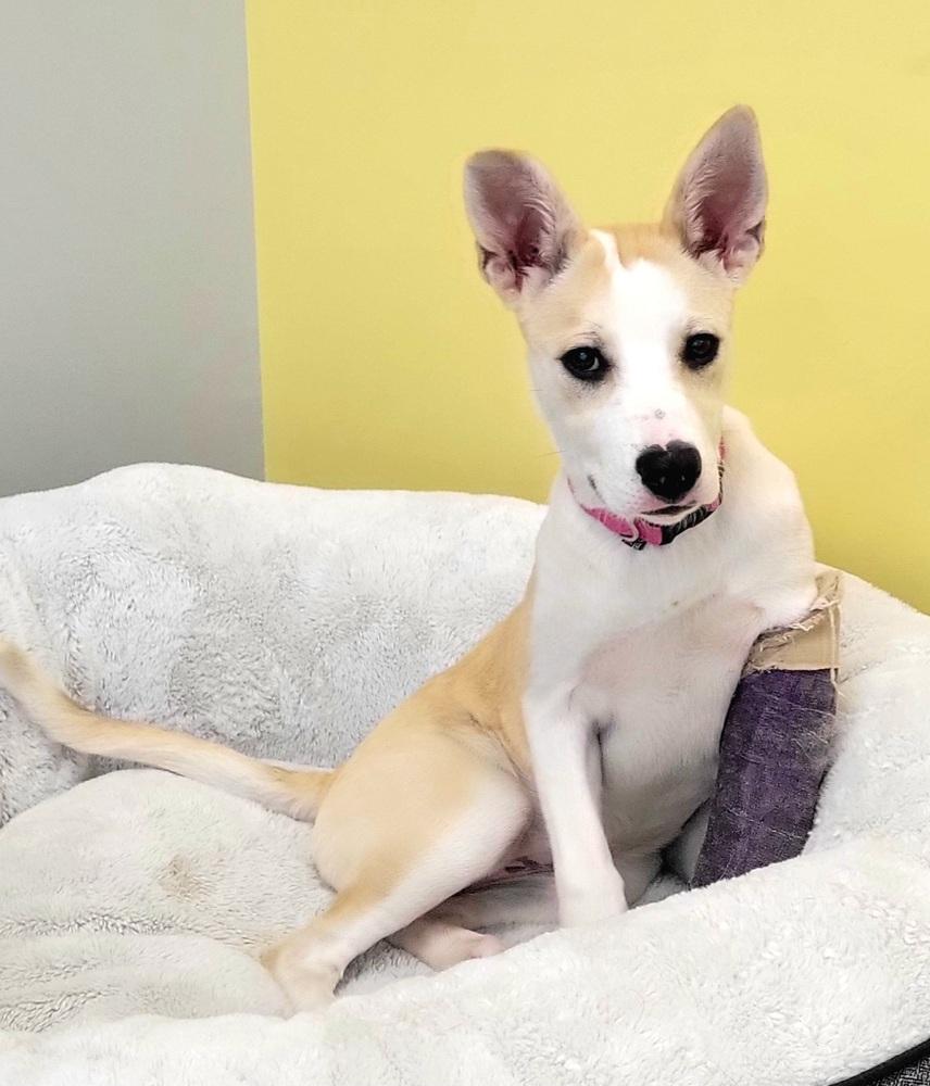 Enlarge Opal, a Adoptable mixed breed in Lafayette, CO image 2/6