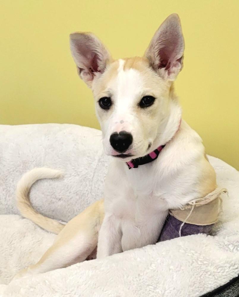 Enlarge Opal, a Adoptable mixed breed in Lafayette, CO image 4/6