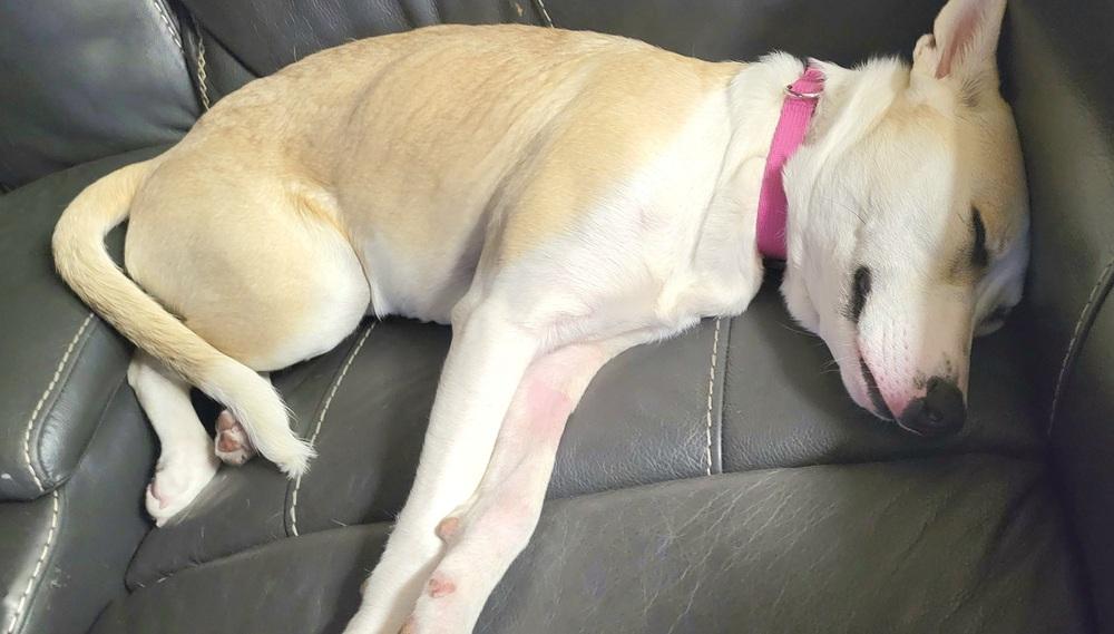 Enlarge Opal, a Adoptable mixed breed in Lafayette, CO image 5/6