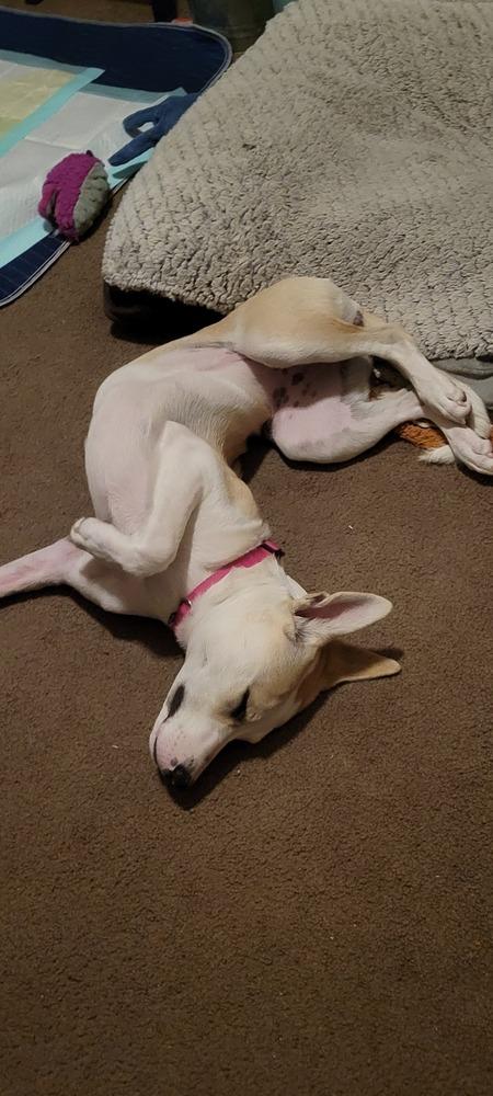 Enlarge Opal, a Adoptable mixed breed in Lafayette, CO image 6/6