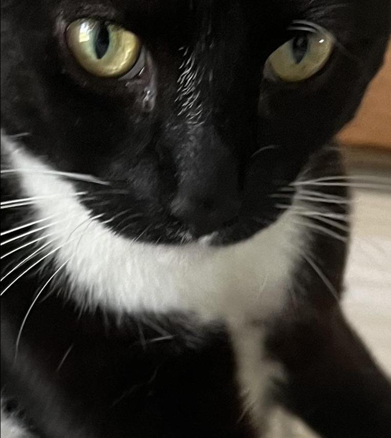 Enlarge Captain Darling - Hes that into you and in your lap, too, a Adoptable Domestic Short Hair in Provincetown, MA image 6/6
