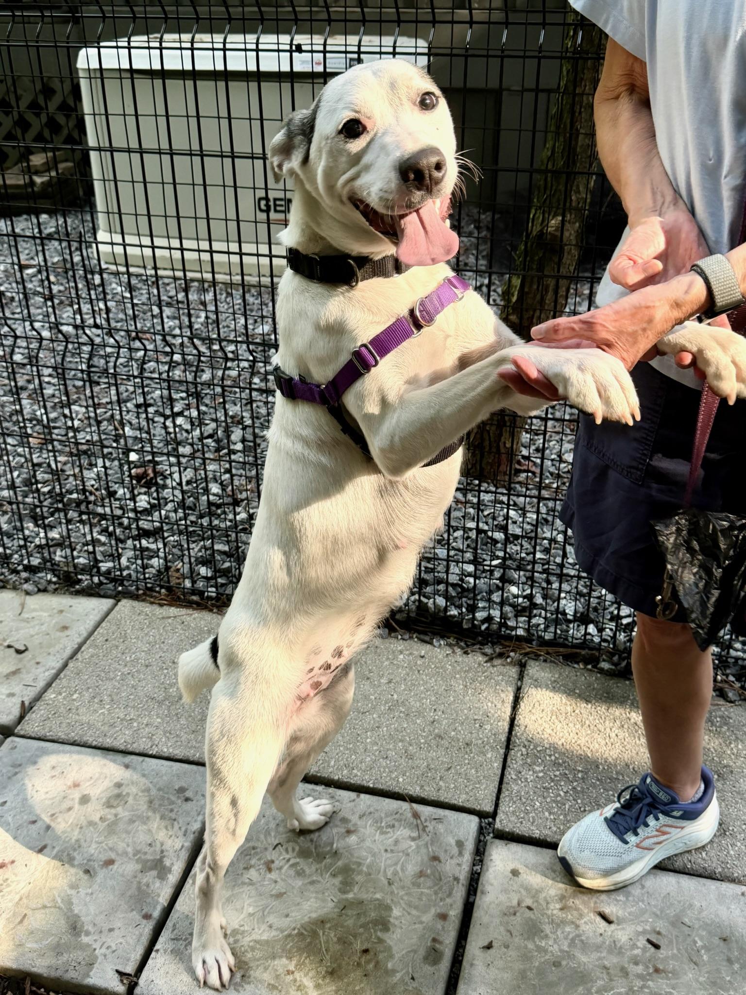 Sarah, a ADOPTABLE Mixed Breed in Jasper, GA image 5/5