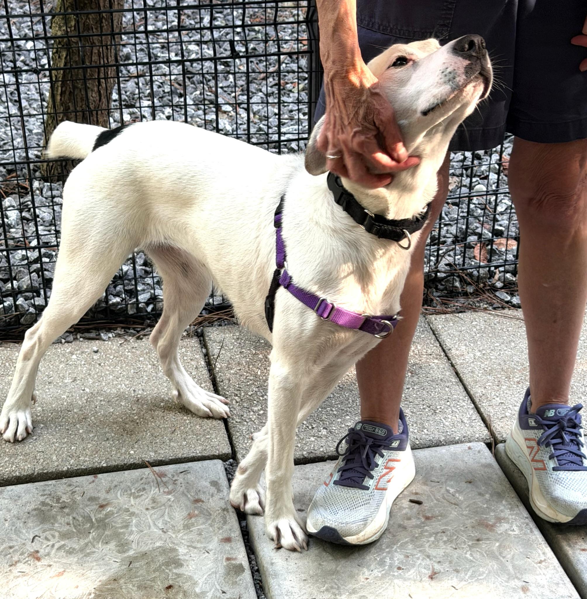 Sarah, a ADOPTABLE Mixed Breed in Jasper, GA image 4/5