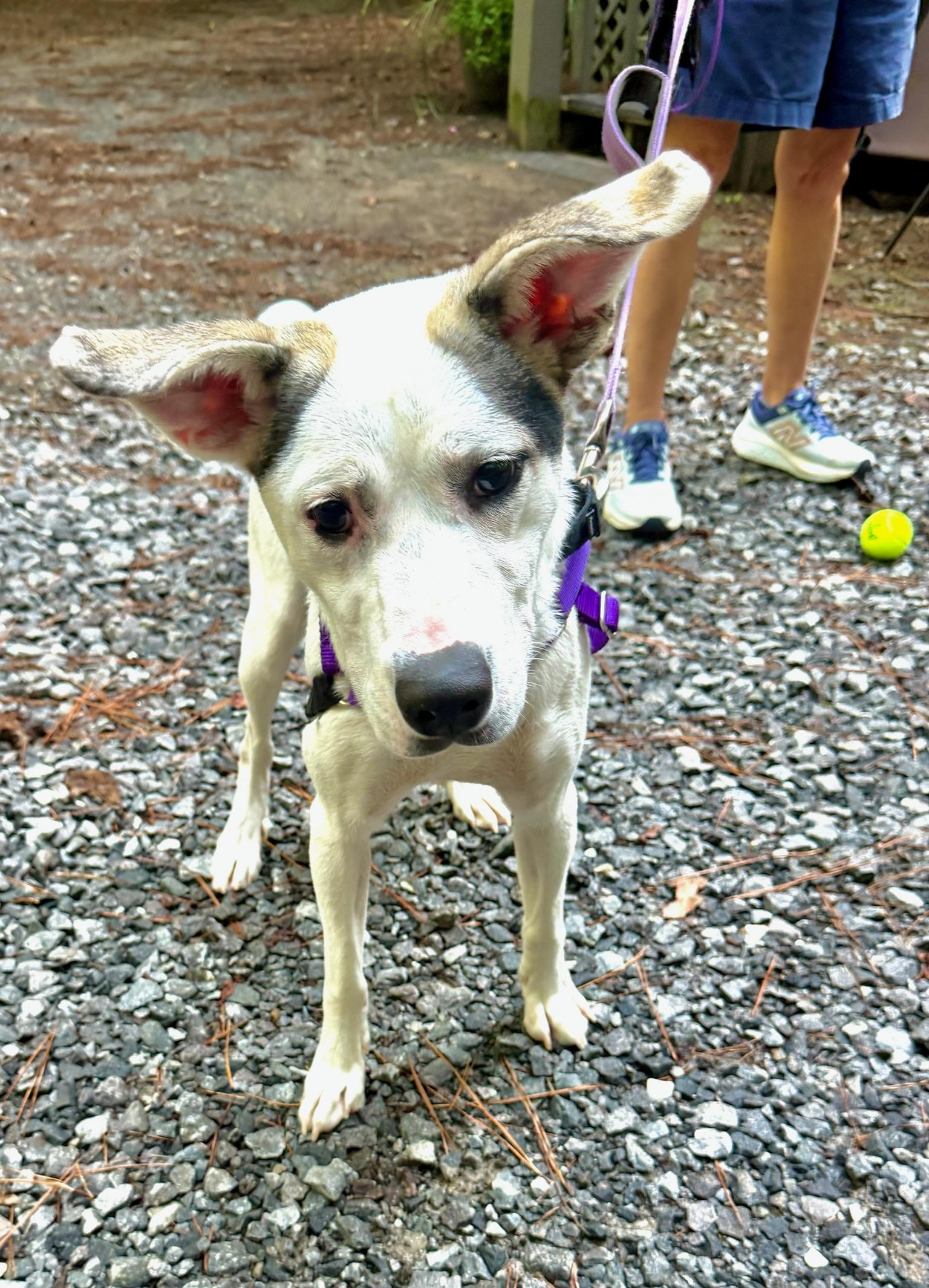 Sarah, a ADOPTABLE Mixed Breed in Jasper, GA image 3/5
