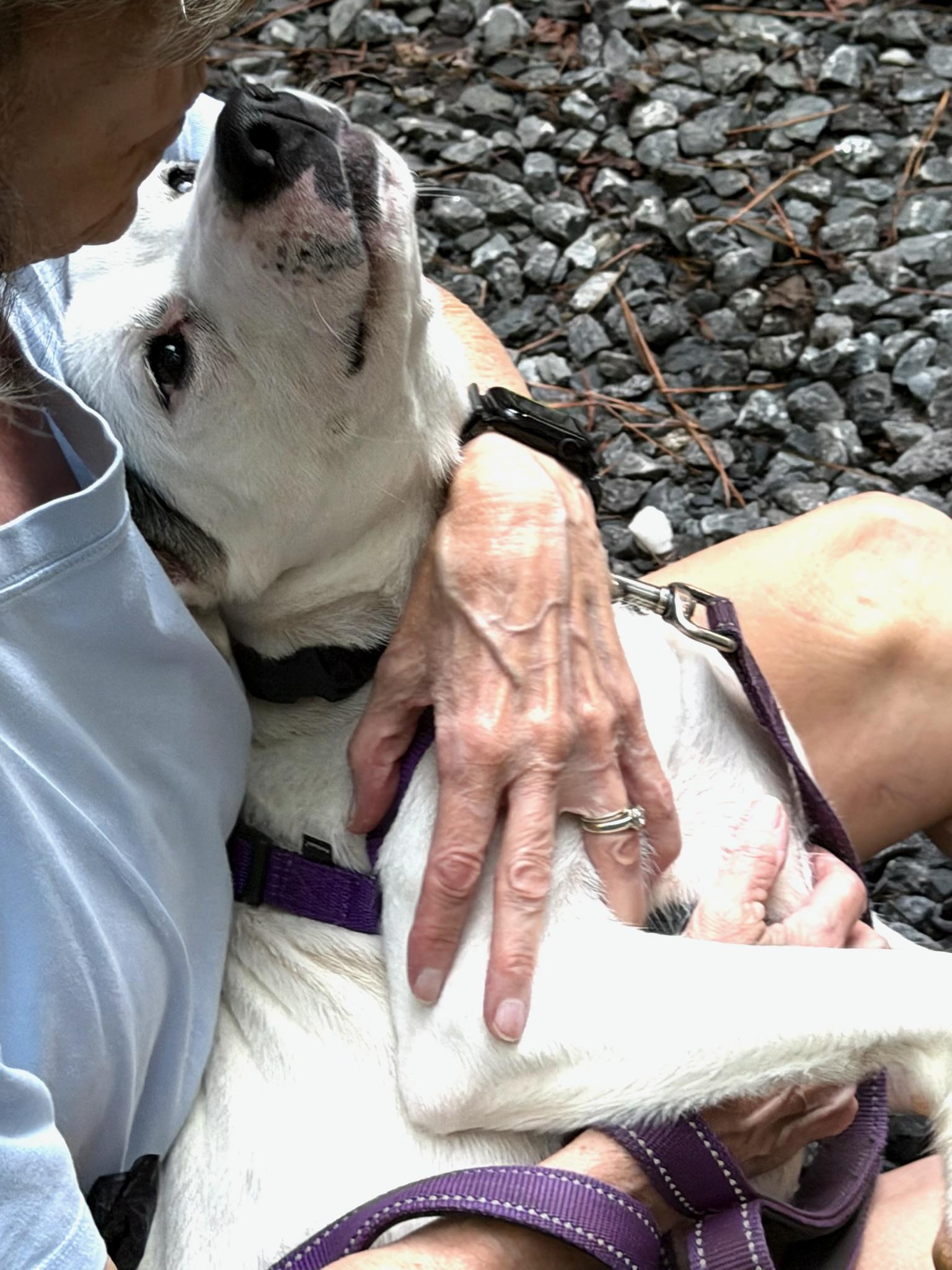 Sarah, ADOPTABLE, Young Female Mixed Breed.