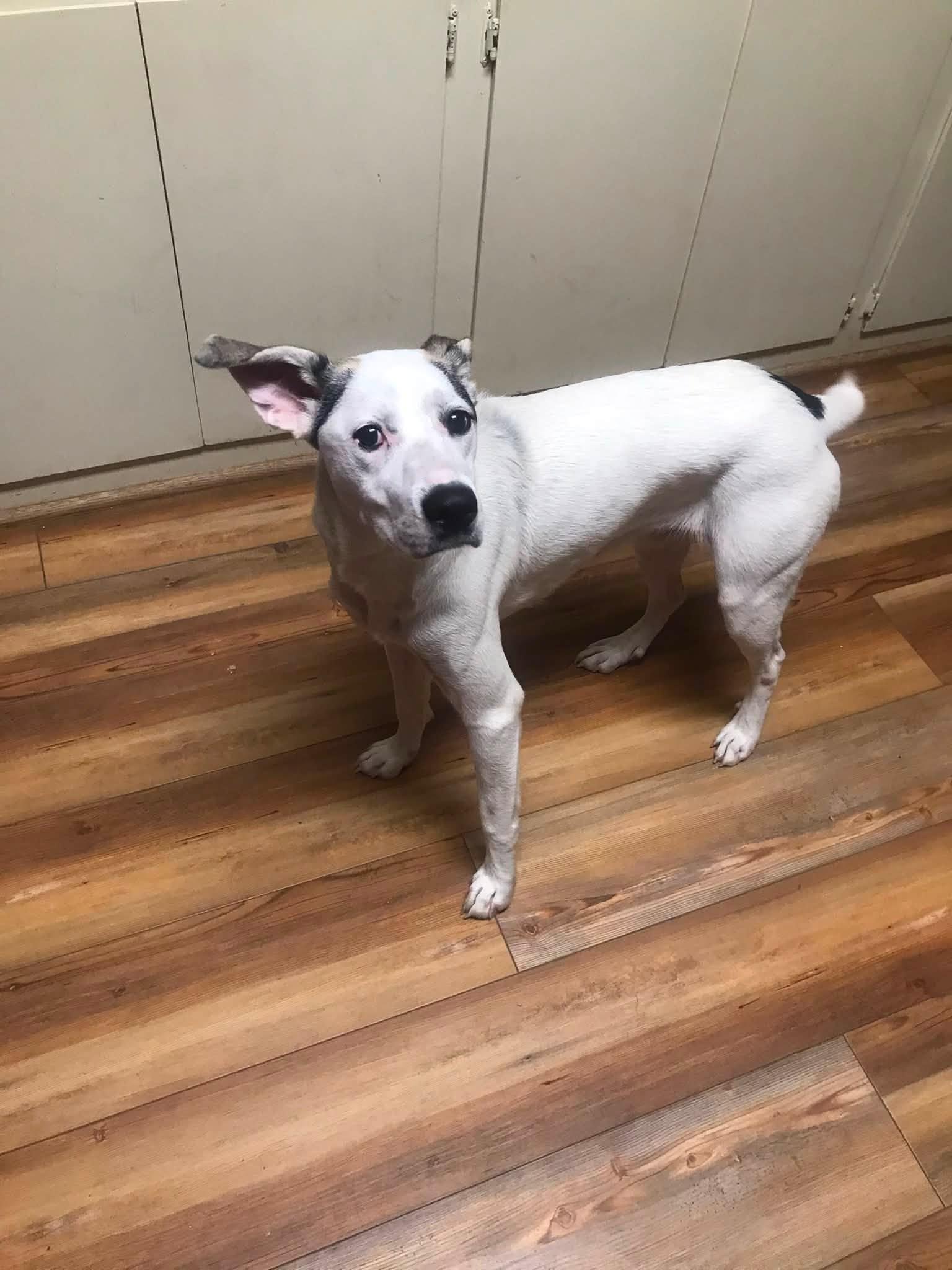 Sarah, a ADOPTABLE Mixed Breed in Jasper, GA image 2/5