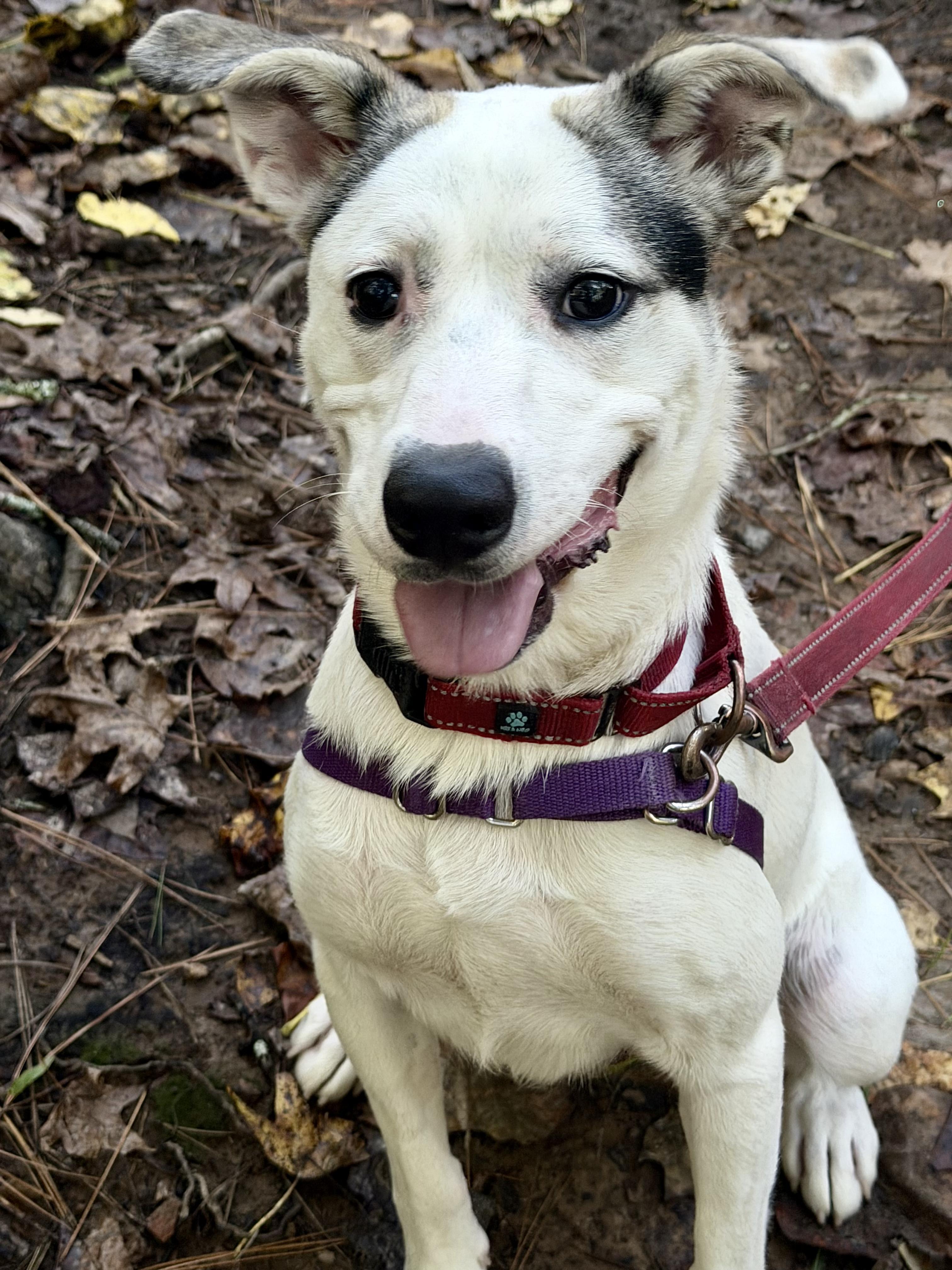 Enlarge Sarah, a Adoptable Mixed Breed in Jasper, GA image 1/6