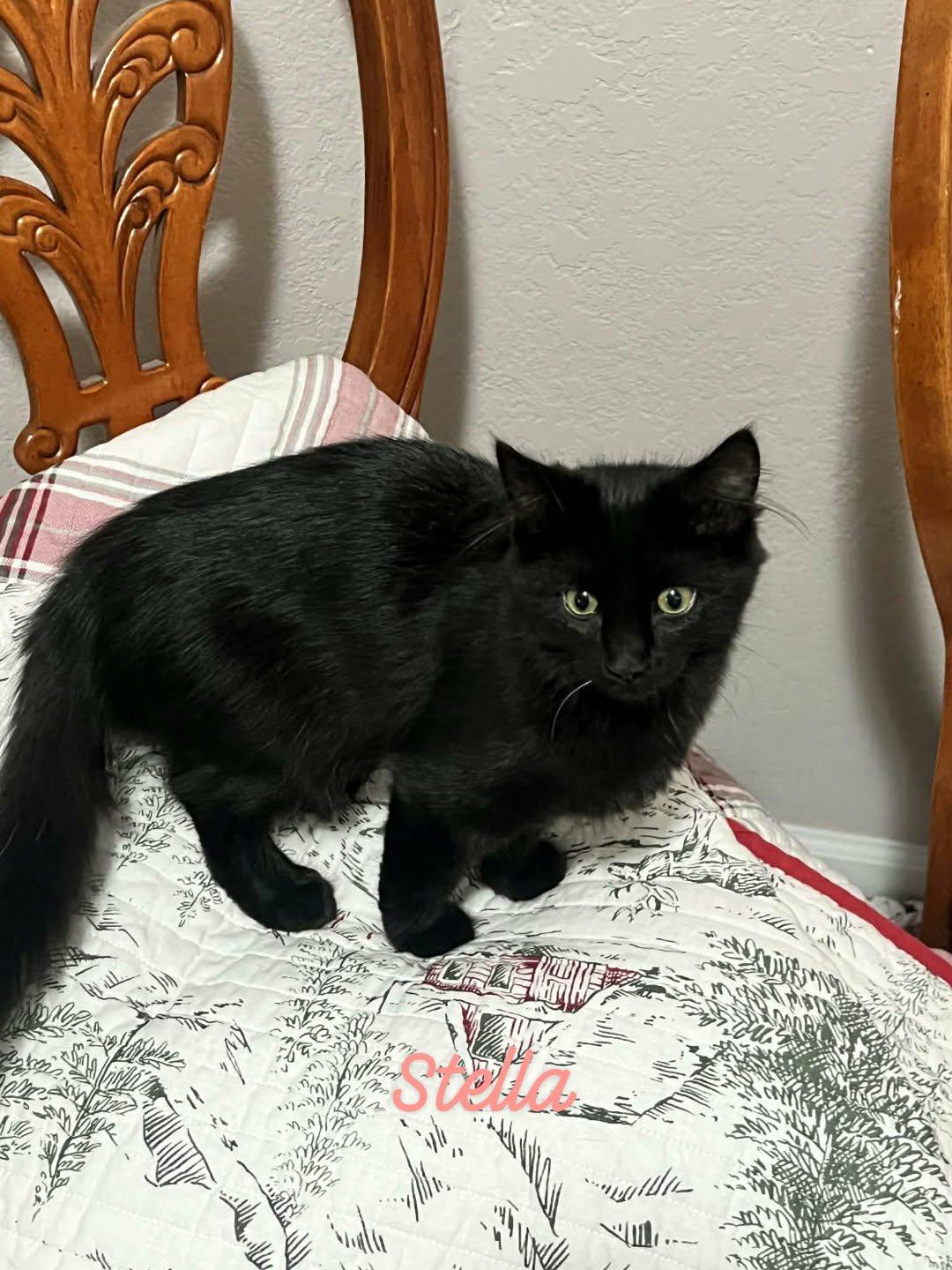 Enlarge Stella, a Adoptable Domestic Medium Hair in Randolph, AL image 1/2