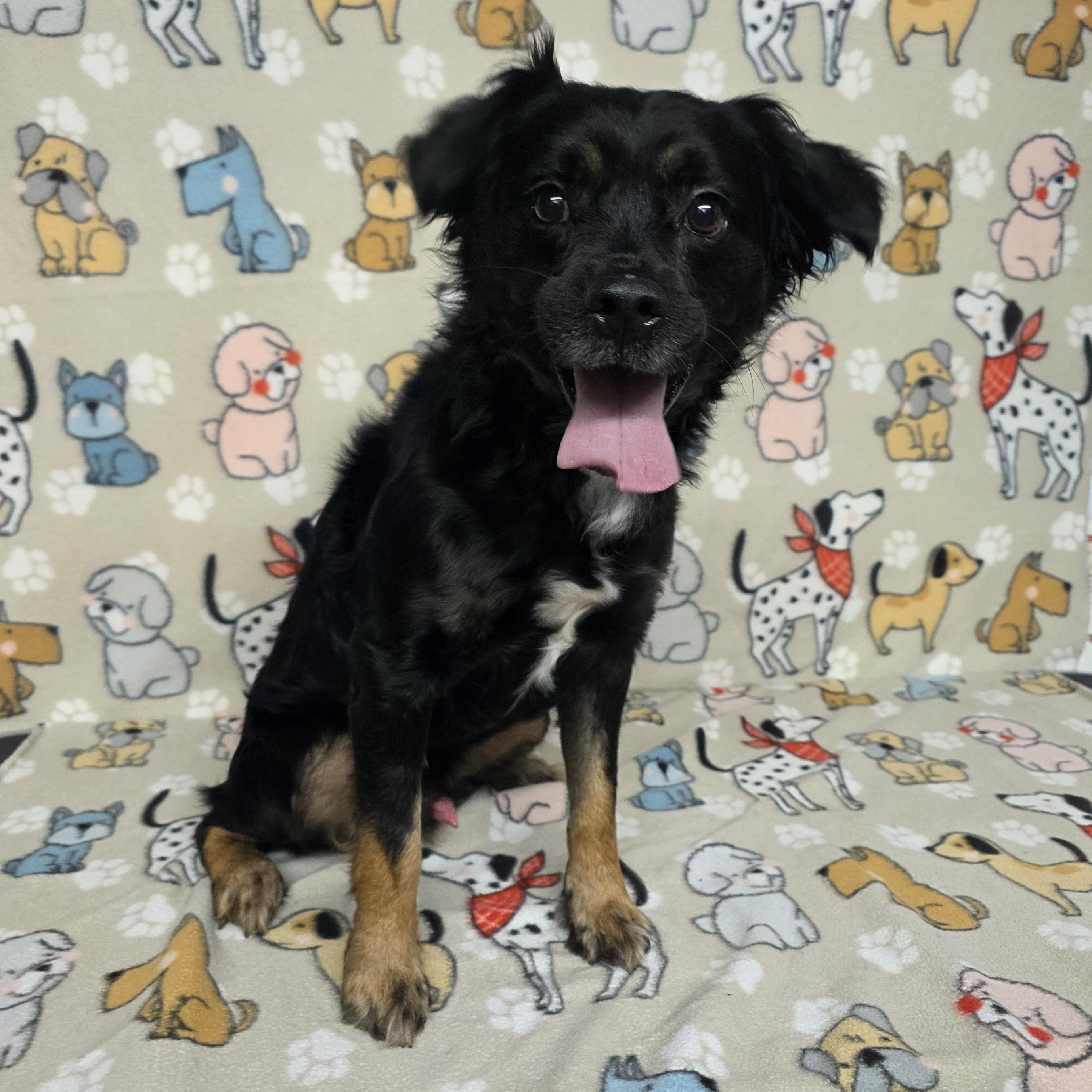 Johnny, an adopted mixed breed in Dallas, GA image 2/4