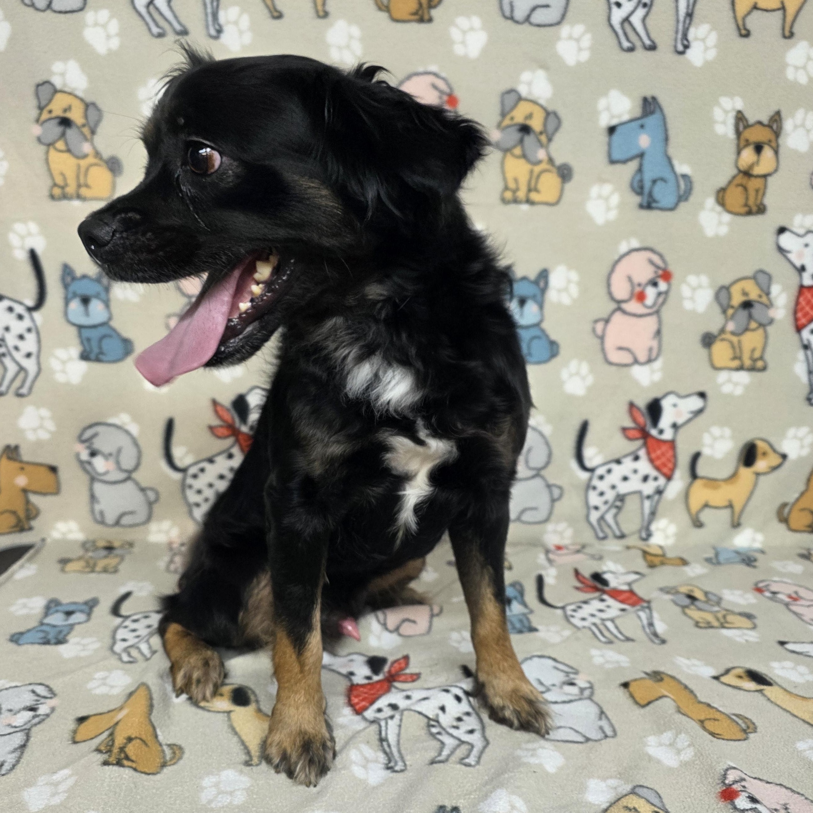 Johnny, an adopted mixed breed in Dallas, GA image 4/4