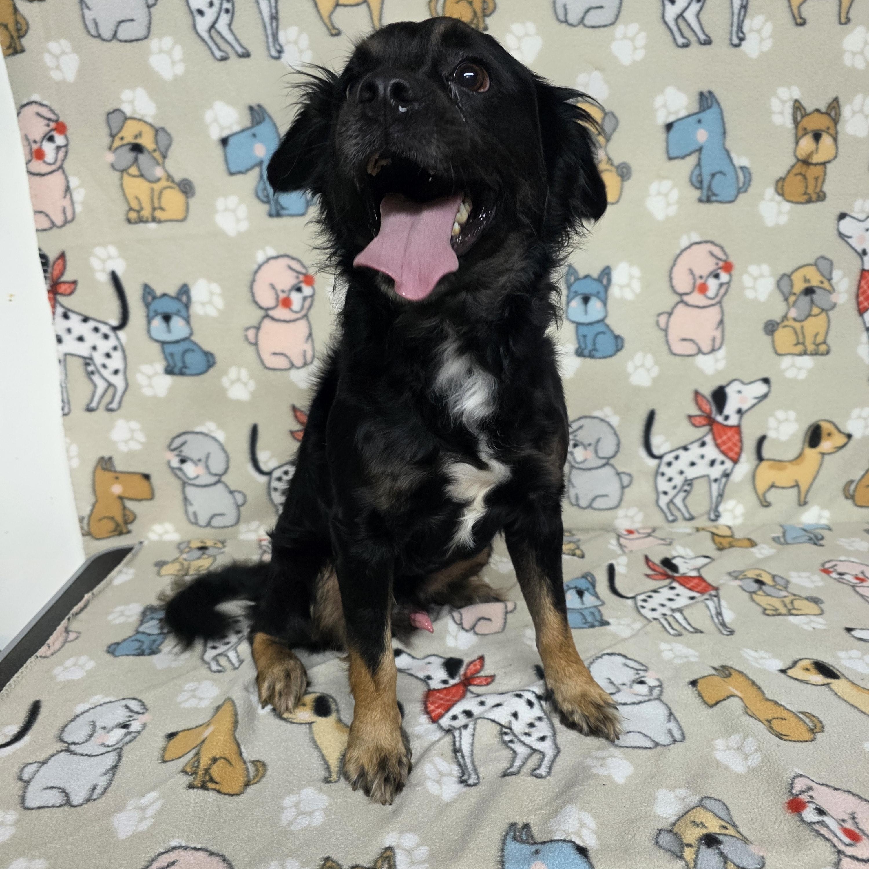 Johnny, an adopted mixed breed in Dallas, GA image 3/4